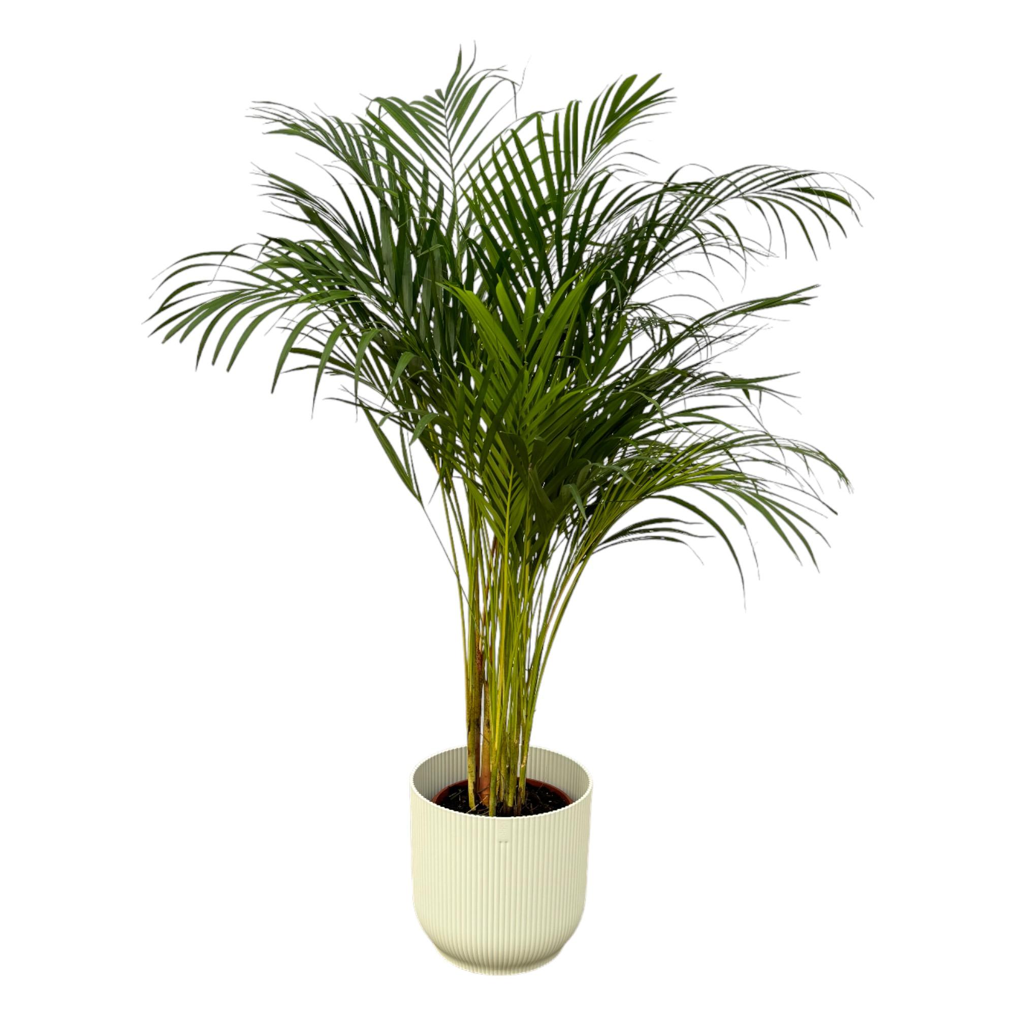Areca palm en pot Ø24cm  Hauteur 27cm. Plante verte type Areca palm, livrée en pot, idéale pour intérieur lumineux.