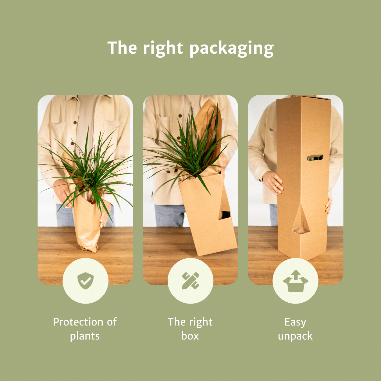 2x Scindapsus Pictus en pot Ø12cm. Plante verte type 2x Scindapsus Pictus, livrée en pot, idéale pour intérieur lumineux. – Image 6