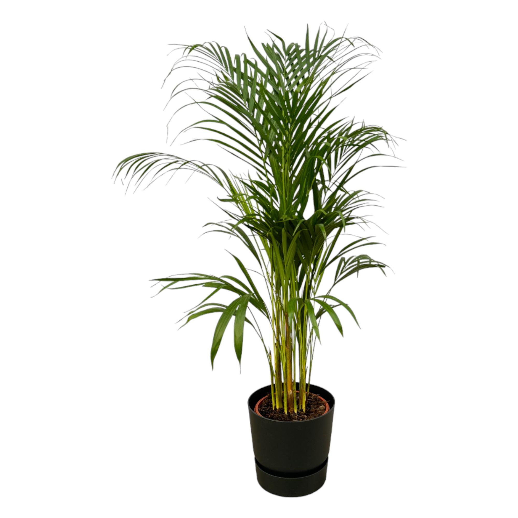 Areca palm en pot Ø21cm  Hauteur 23cm. Plante verte type Areca palm, livrée en pot, idéale pour intérieur lumineux.
