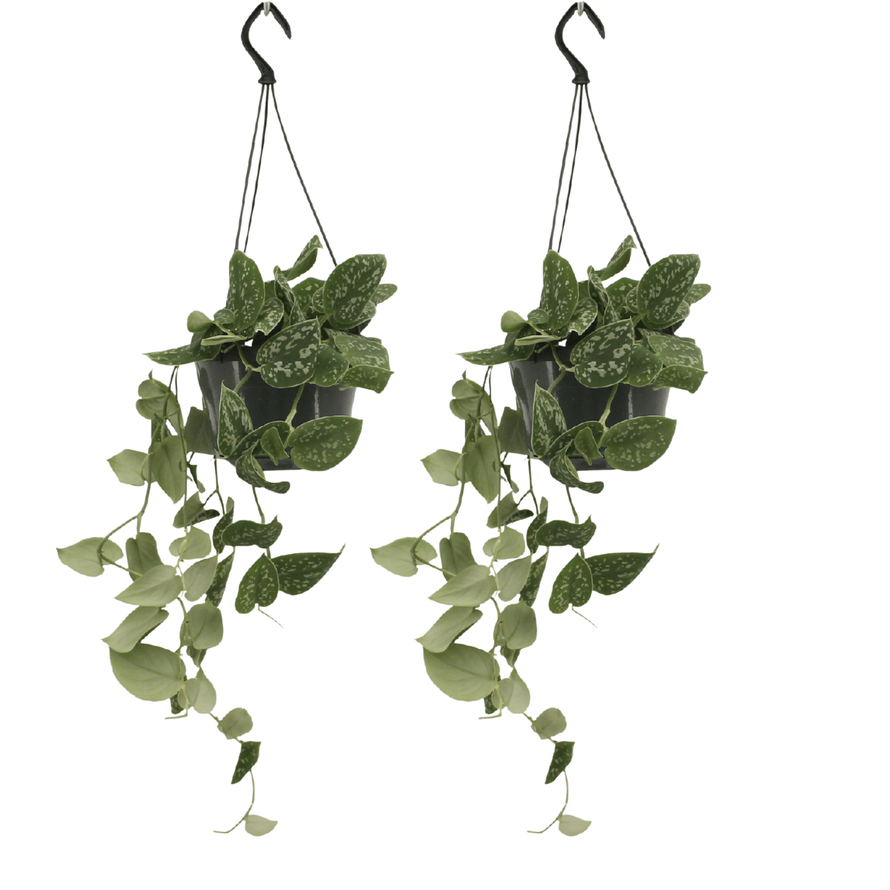 Scindapsus Pictus (Epipremnum) en pot Ø15cm  Hauteur 20cm. Plante verte type Scindapsus Pictus (Epipremnum), livrée en pot, idéale pour intérieur lumineux.