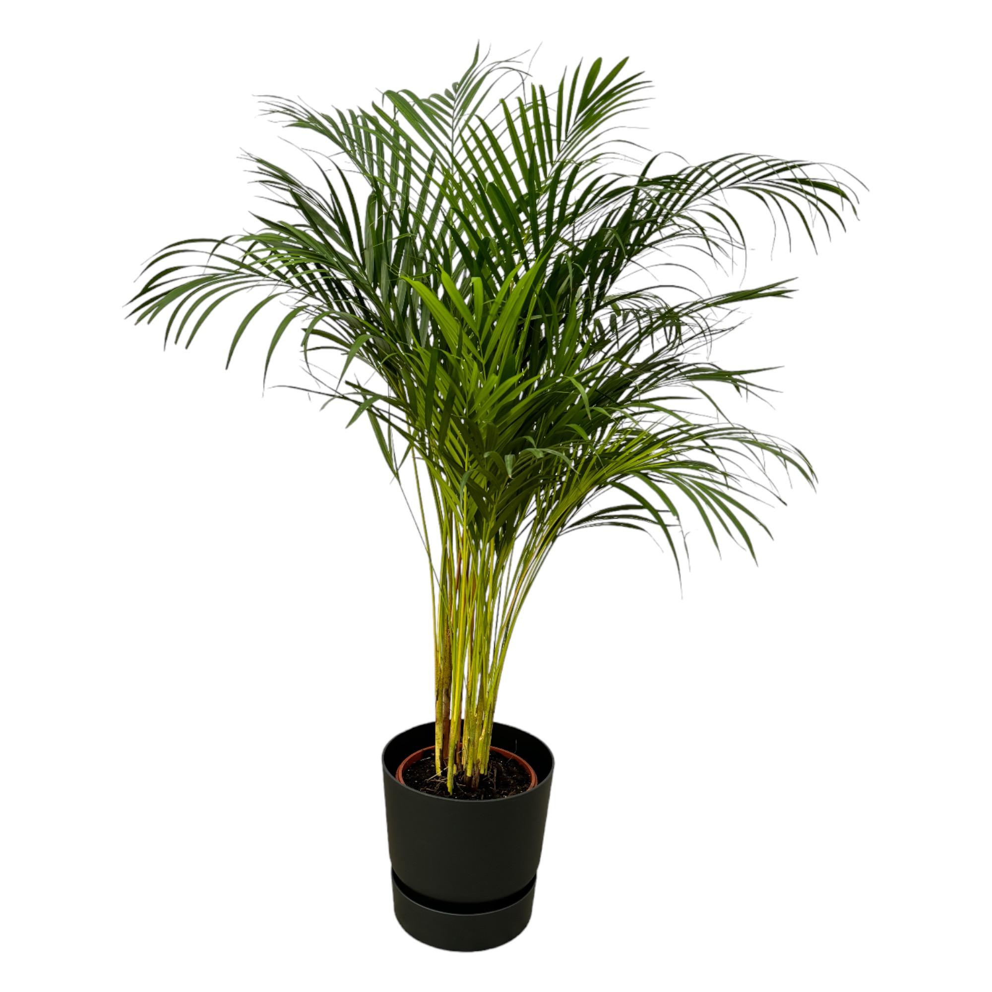 Areca palm en pot Ø24cm  Hauteur 28cm. Plante verte type Areca palm, livrée en pot, idéale pour intérieur lumineux.