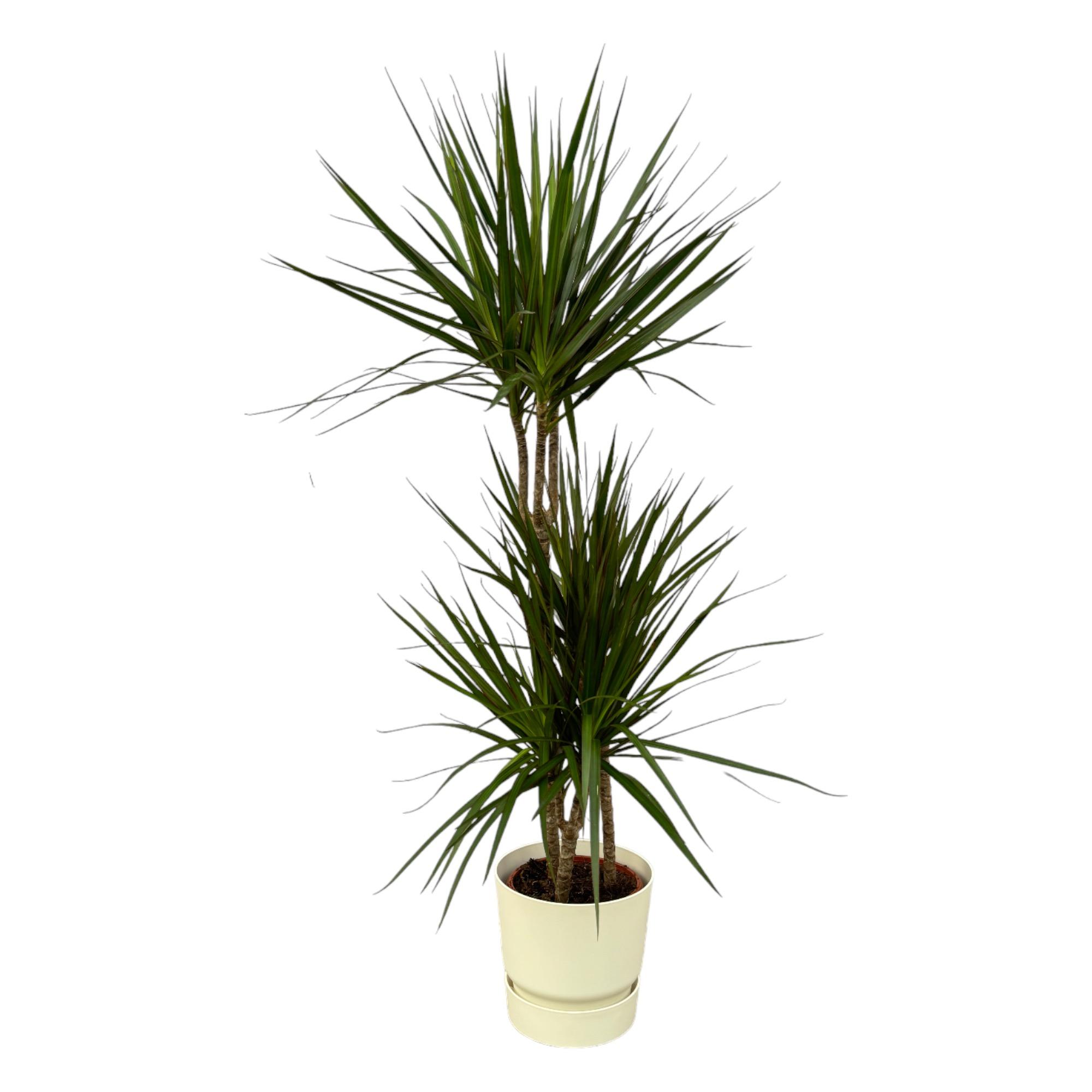 Dracaena Marginata en pot Ø21cm  Hauteur 23cm. Plante verte type Dracaena Marginata, livrée en pot, idéale pour intérieur lumineux.
