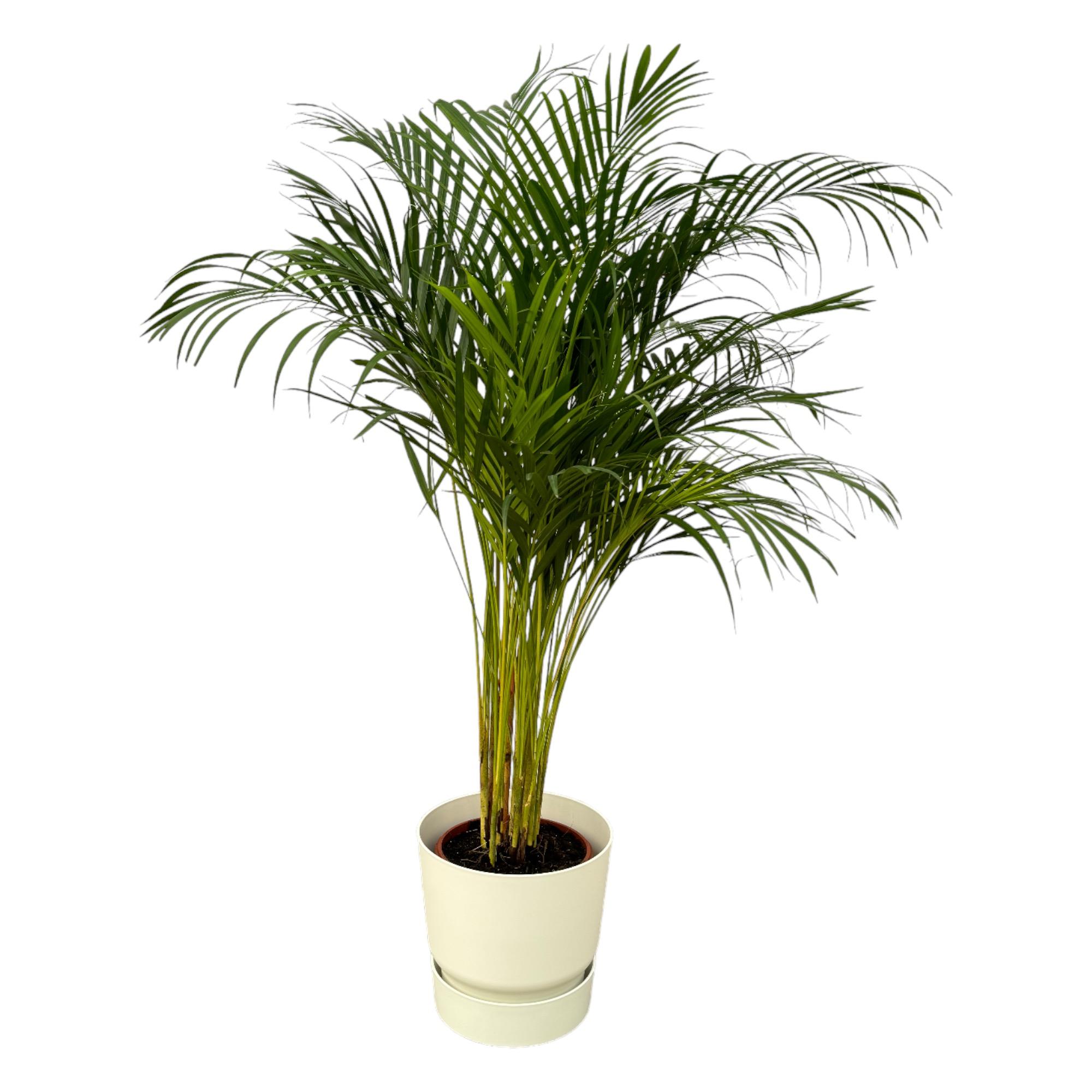 Areca palm en pot Ø24cm  Hauteur 28cm. Plante verte type Areca palm, livrée en pot, idéale pour intérieur lumineux.