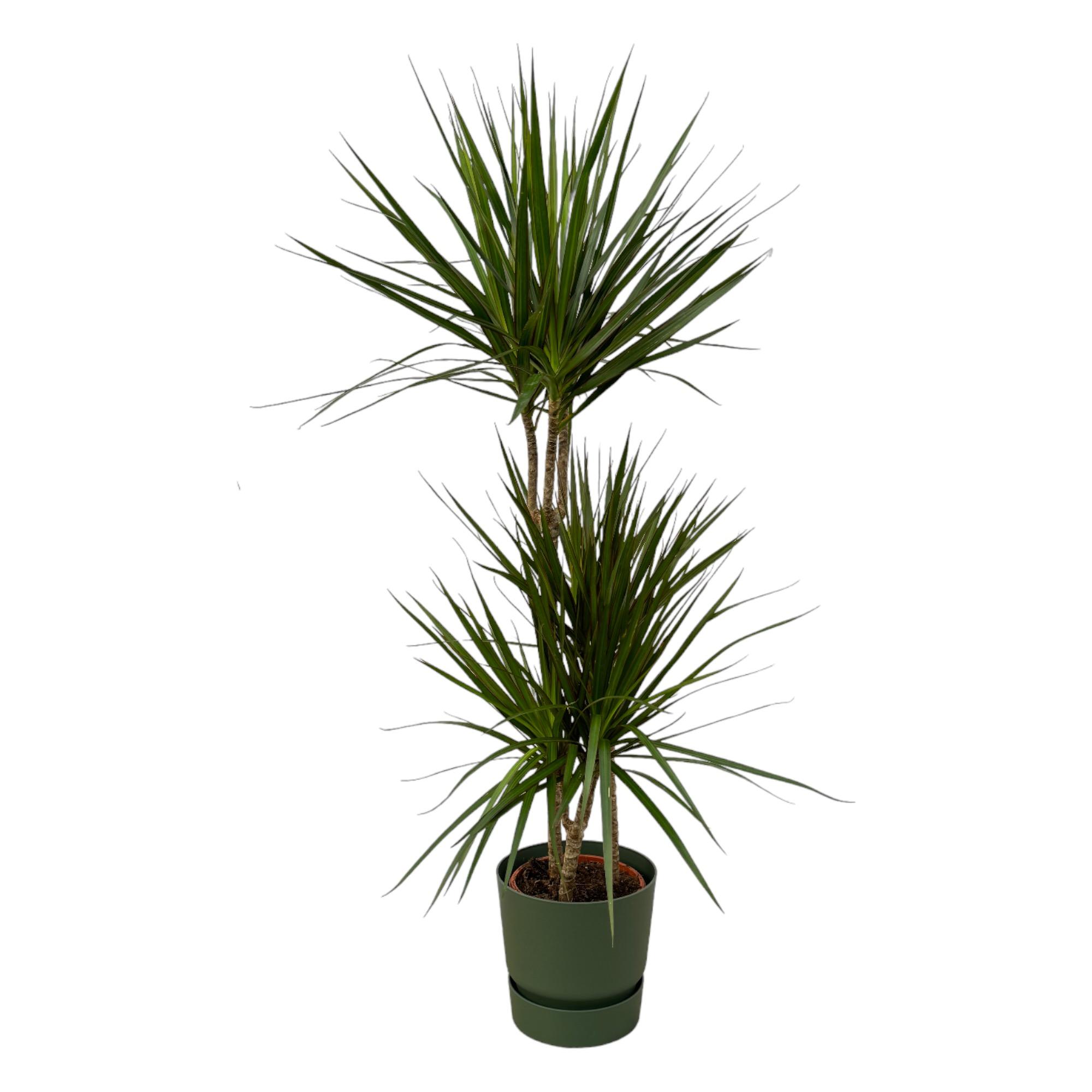 Dracaena Marginata en pot Ø21cm  Hauteur 23cm. Plante verte type Dracaena Marginata, livrée en pot, idéale pour intérieur lumineux.