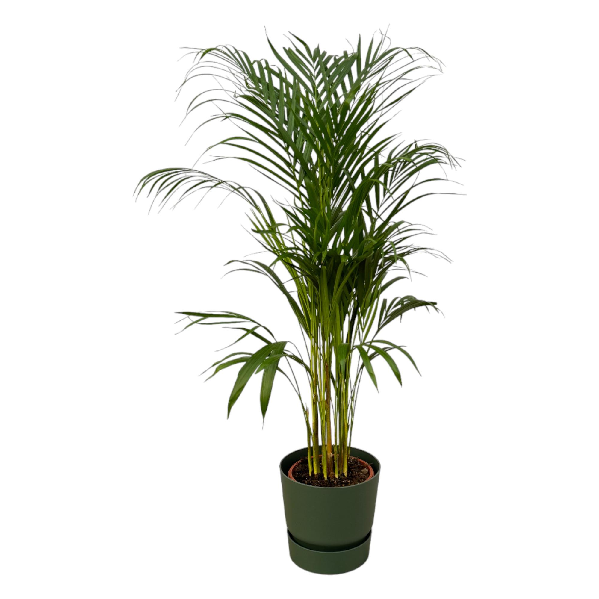 Areca palm en pot Ø21cm  Hauteur 23cm. Plante verte type Areca palm, livrée en pot, idéale pour intérieur lumineux.