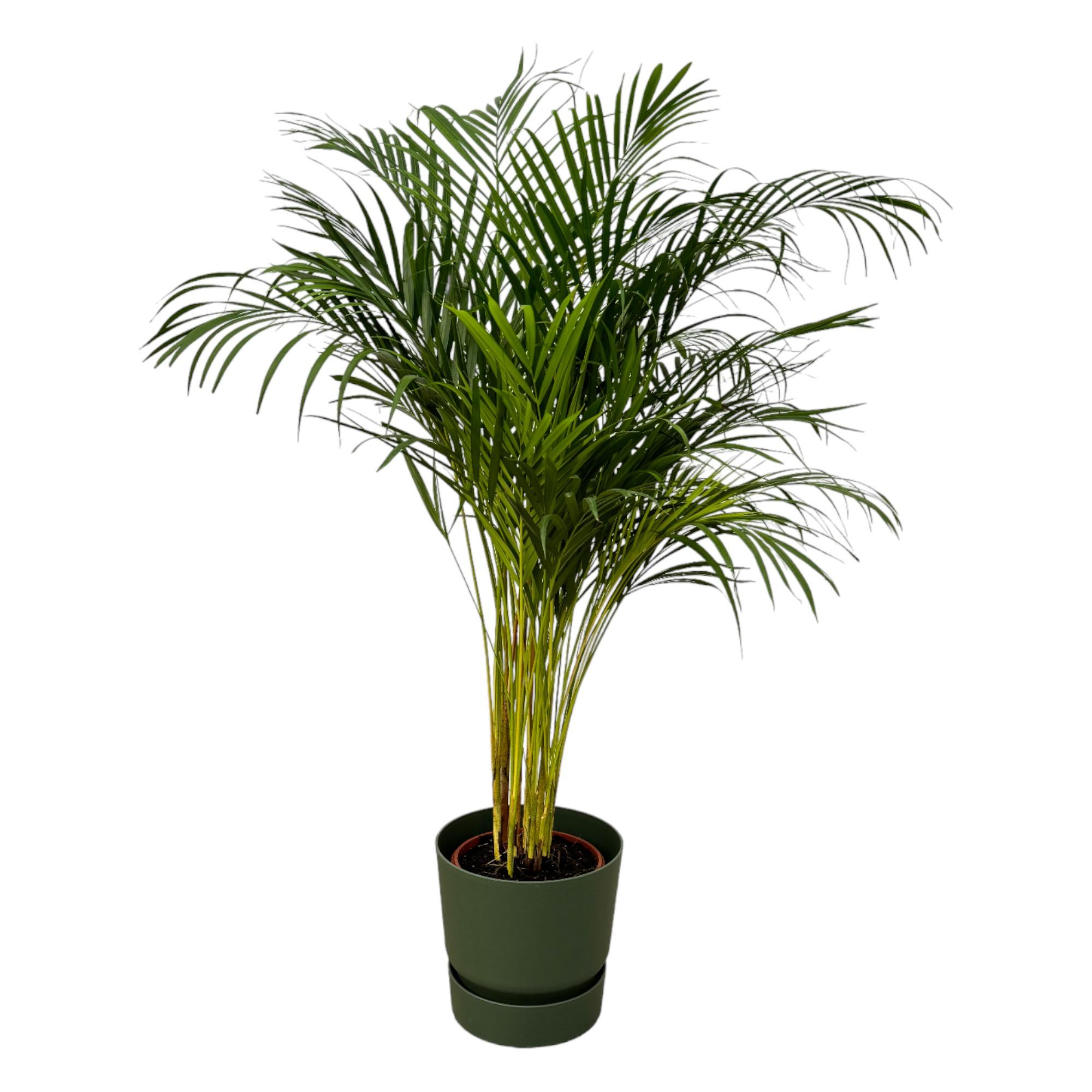 Areca palm en pot Ø24cm  Hauteur 28cm. Plante verte type Areca palm, livrée en pot, idéale pour intérieur lumineux.