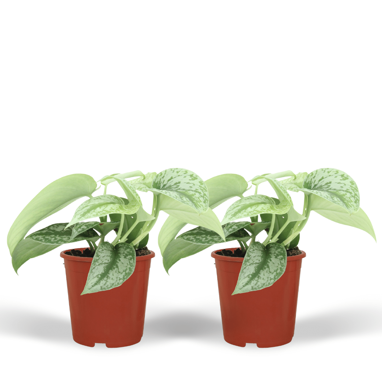 Scindapsus Pictus Trebie (Epipremnum) en pot Ø12cm  Hauteur 15cm. Plante verte type Scindapsus Pictus Trebie (Epipremnum), livrée en pot, idéale pour intérieur lumineux.