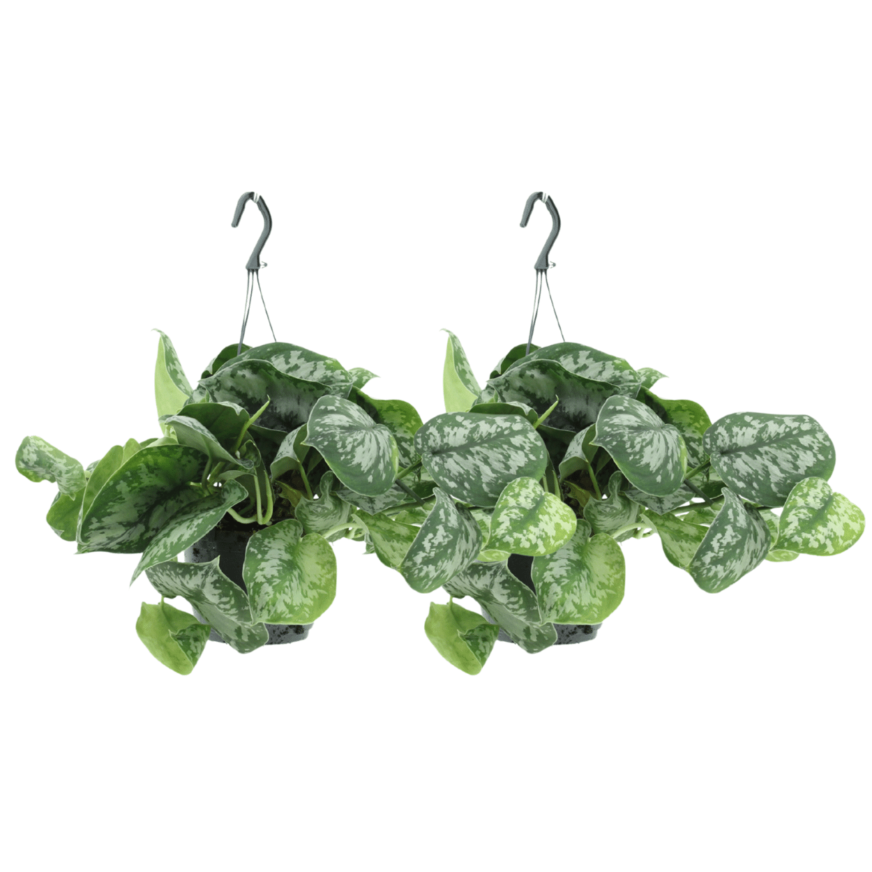 Scindapsus Pictus Trebie (Epipremnum) en pot Ø15cm  Hauteur 25cm. Plante verte type Scindapsus Pictus Trebie (Epipremnum), livrée en pot, idéale pour intérieur lumineux.