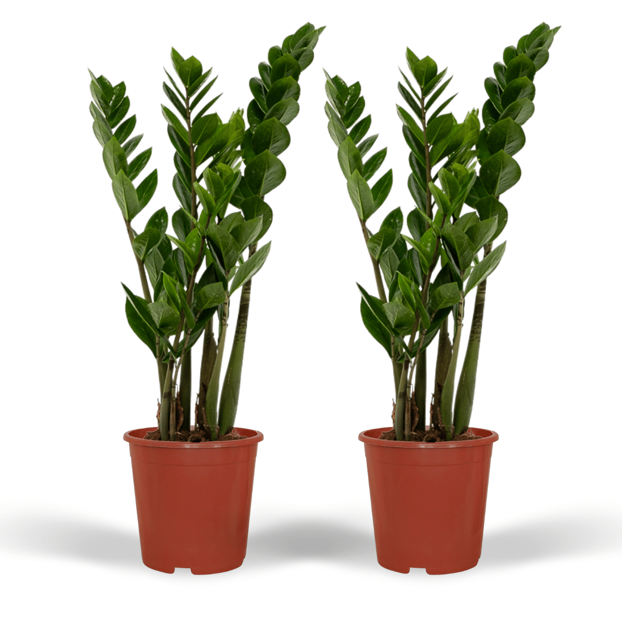2x Zamioculcas Zamiifolia en pot Ø14cm. Plante verte type 2x Zamioculcas Zamiifolia, livrée en pot, idéale pour intérieur lumineux.