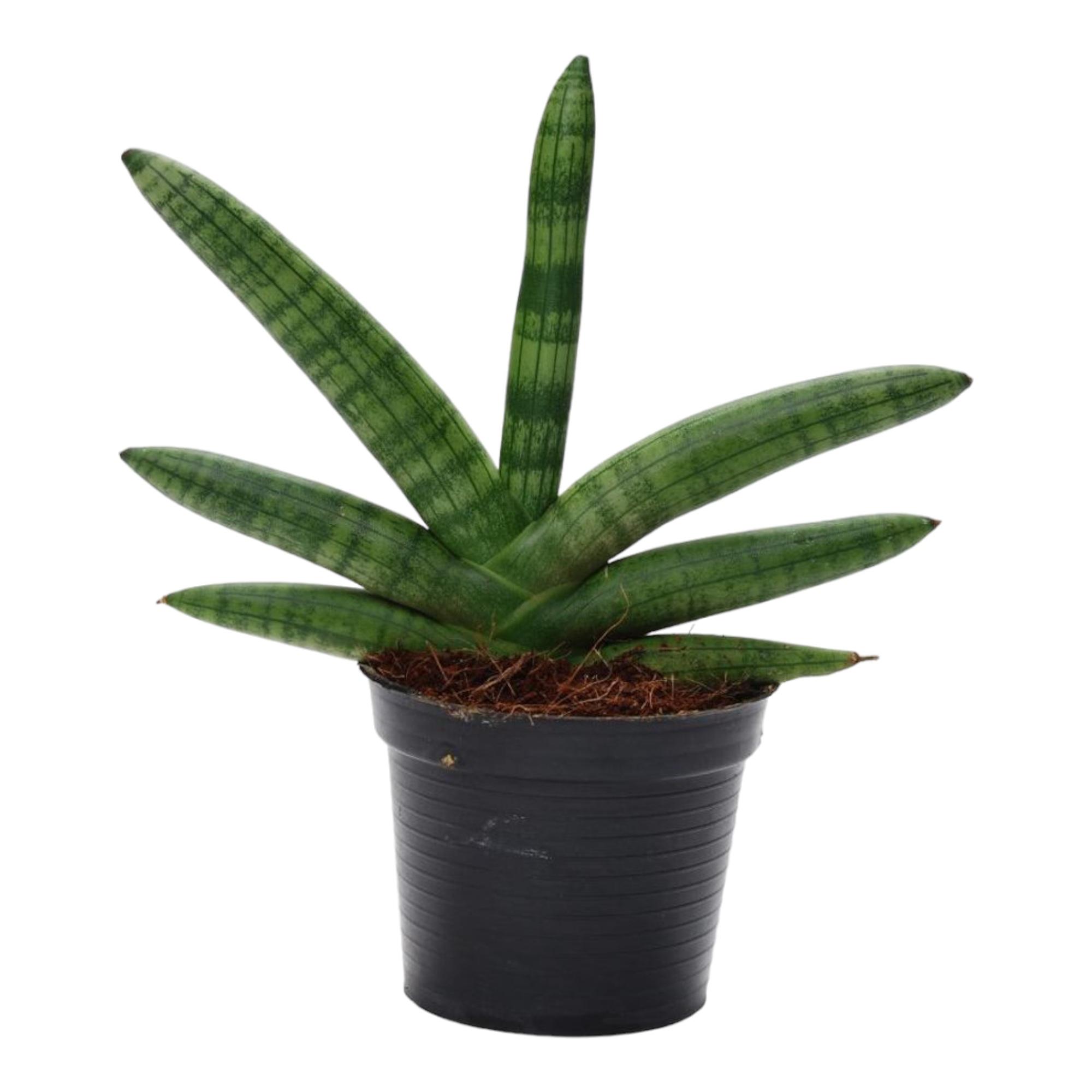 Sansevieria Skyline en pot Ø10cm. Plante verte type Sansevieria Skyline, livrée en pot, idéale pour intérieur lumineux.