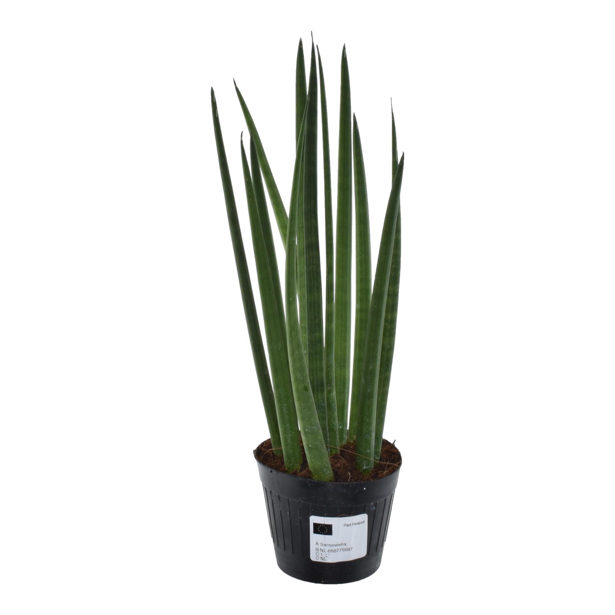 Sansevieria cylindrica 'Bacularis' / Mikado en pot Ø10cm. Plante verte type Sansevieria cylindrica 'Bacularis' / Mikado, livrée en pot, idéale pour intérieur lumineux.
