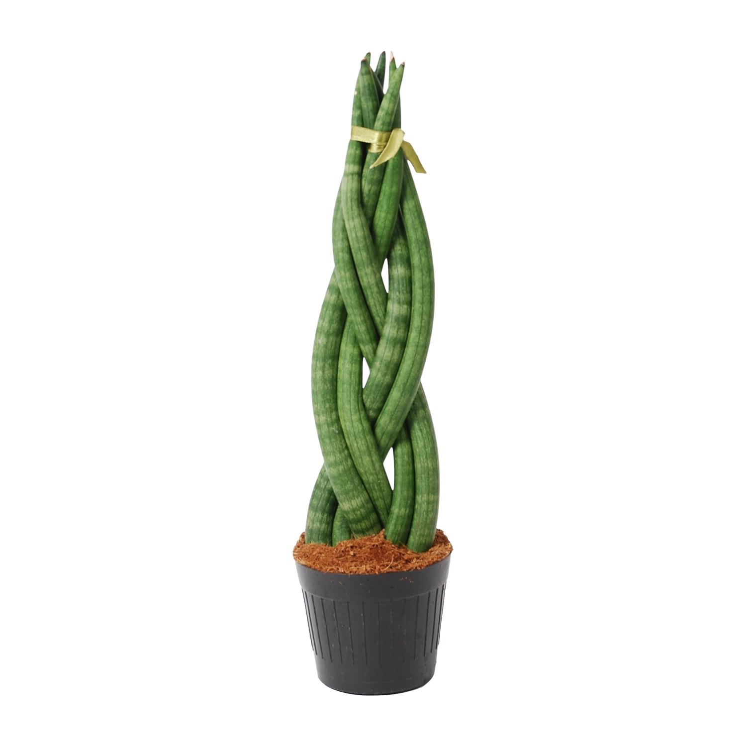 Sansevieria cylindrica 'Twist' en pot Ø10cm. Plante verte type Sansevieria cylindrica 'Twist', livrée en pot, idéale pour intérieur lumineux.