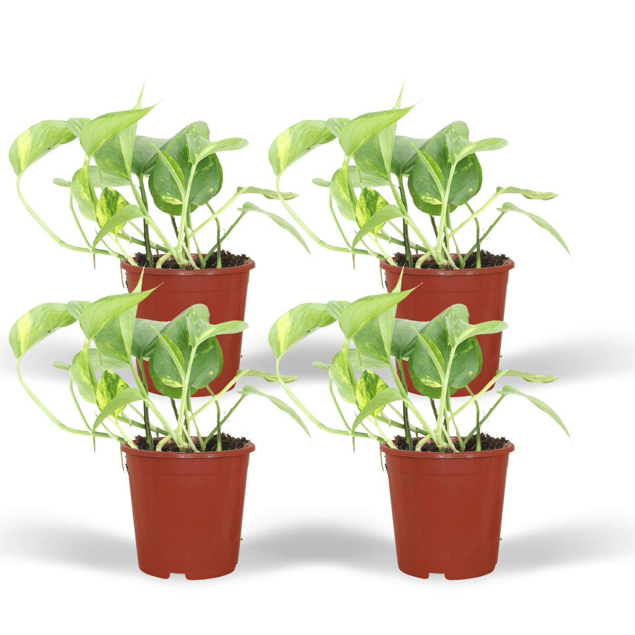 Epipremnum Aureum (Scindapsus) en pot Ø12cm  Hauteur 20cm. Plante verte type Epipremnum Aureum (Scindapsus), livrée en pot, idéale pour intérieur lumineux.