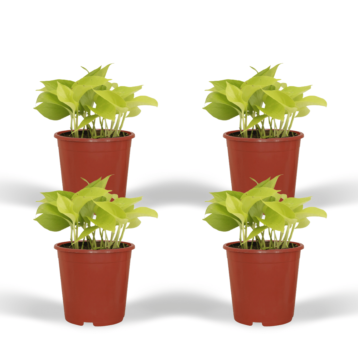Epipremnum Golden Pothos (Scindapsus) en pot Ø12cm  Hauteur 15cm. Plante verte type Epipremnum Golden Pothos (Scindapsus), livrée en pot, idéale pour intérieur lumineux.