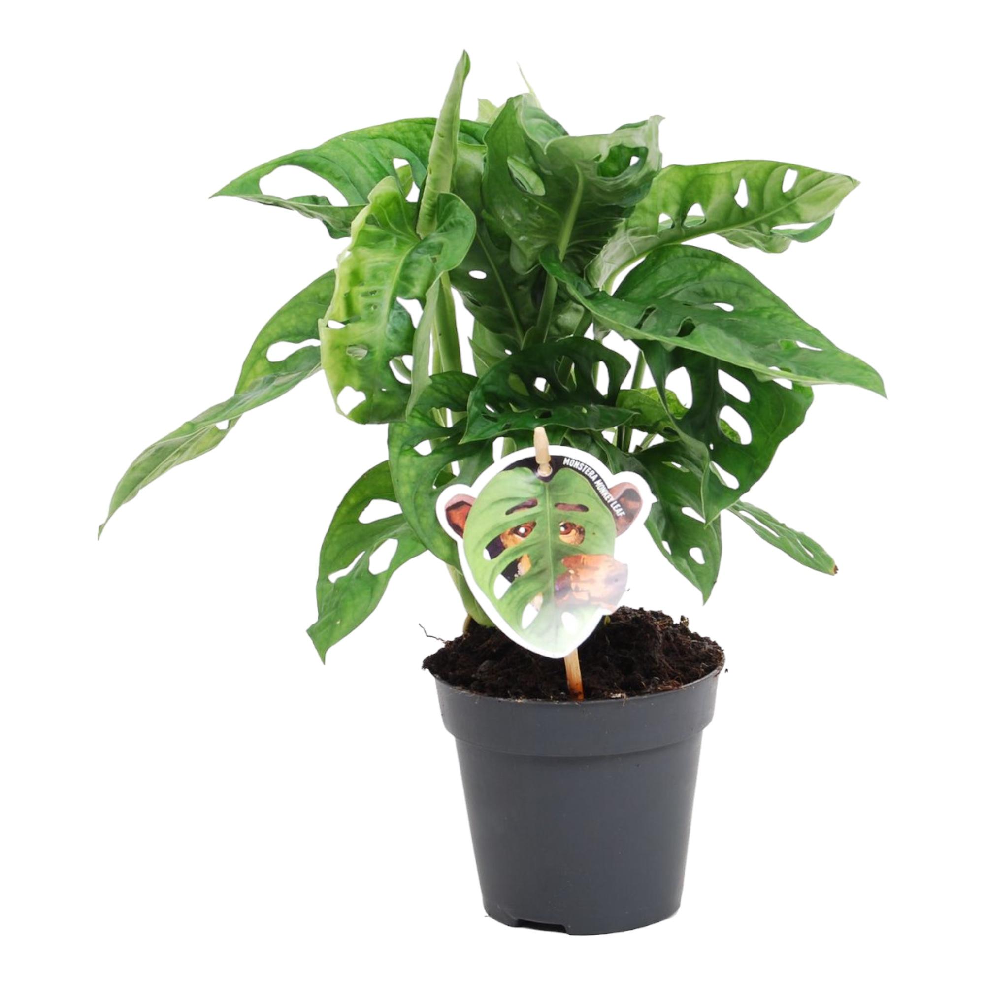 Monstera obliqua 'Monkey Leaf' en pot Ø12cm. Plante verte type Monstera obliqua 'Monkey Leaf', livrée en pot, idéale pour intérieur lumineux.