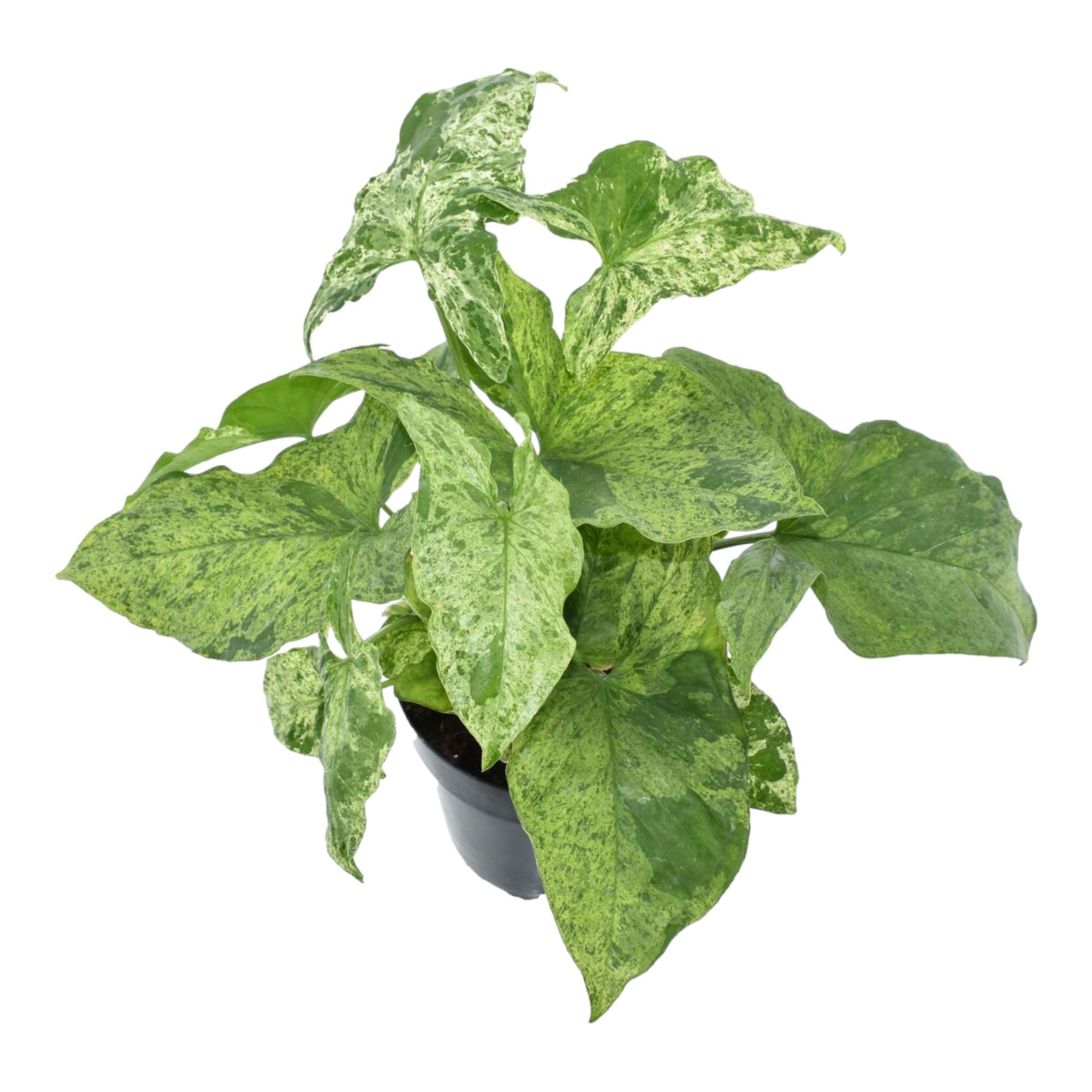 Syngonium Mottled en pot Ø12cm. Plante verte type Syngonium Mottled, livrée en pot, idéale pour intérieur lumineux.