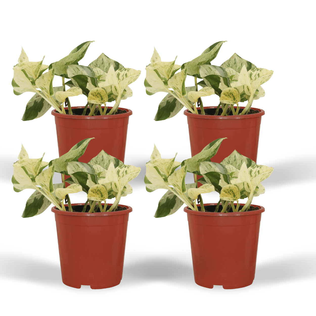 4x Epipremnum Happy Leaf en pot Ø12cm. Plante verte type 4x Epipremnum Happy Leaf, livrée en pot, idéale pour intérieur lumineux.