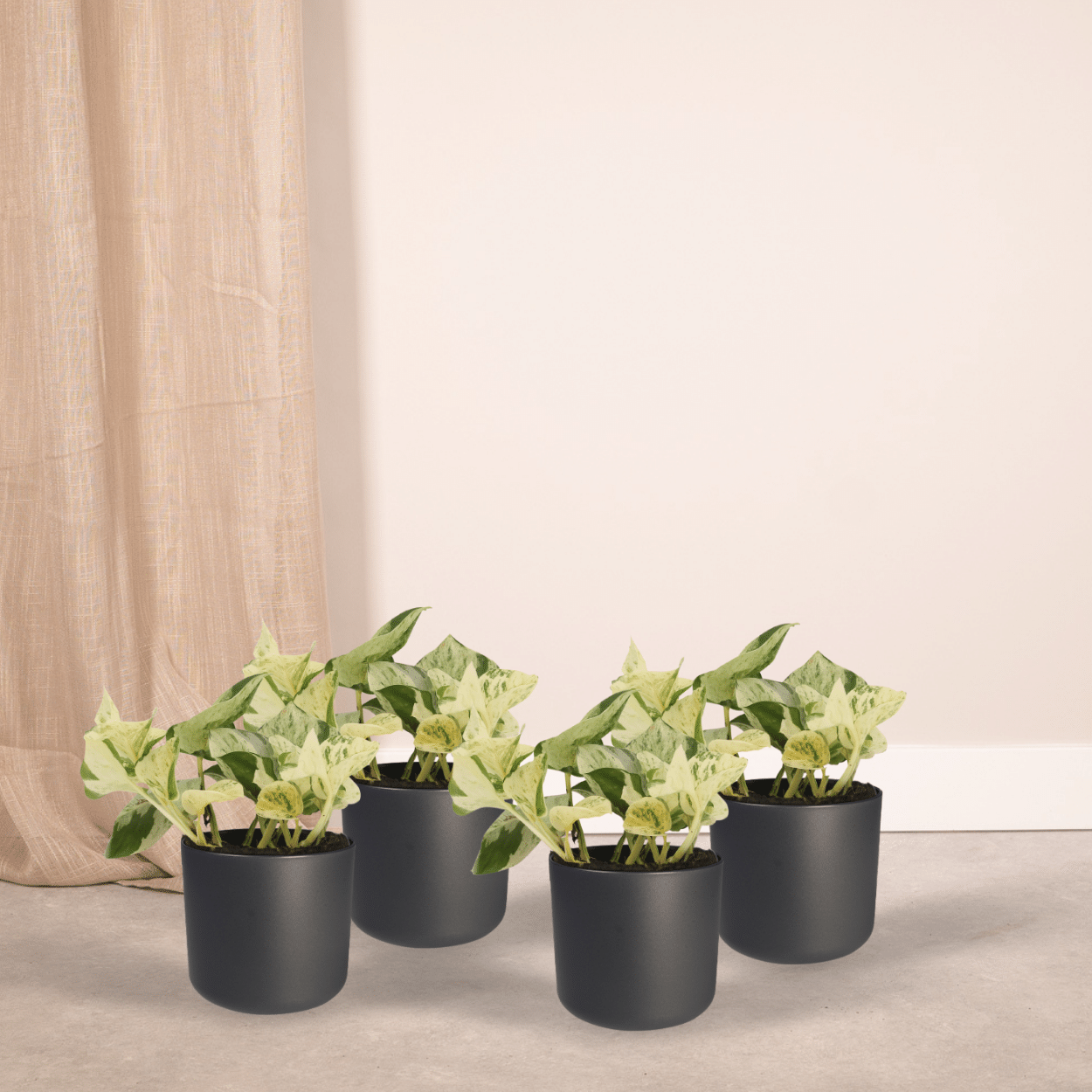 4x Epipremnum Happy Leaf en pot Ø12cm. Plante verte type 4x Epipremnum Happy Leaf, livrée en pot, idéale pour intérieur lumineux. – Image 2