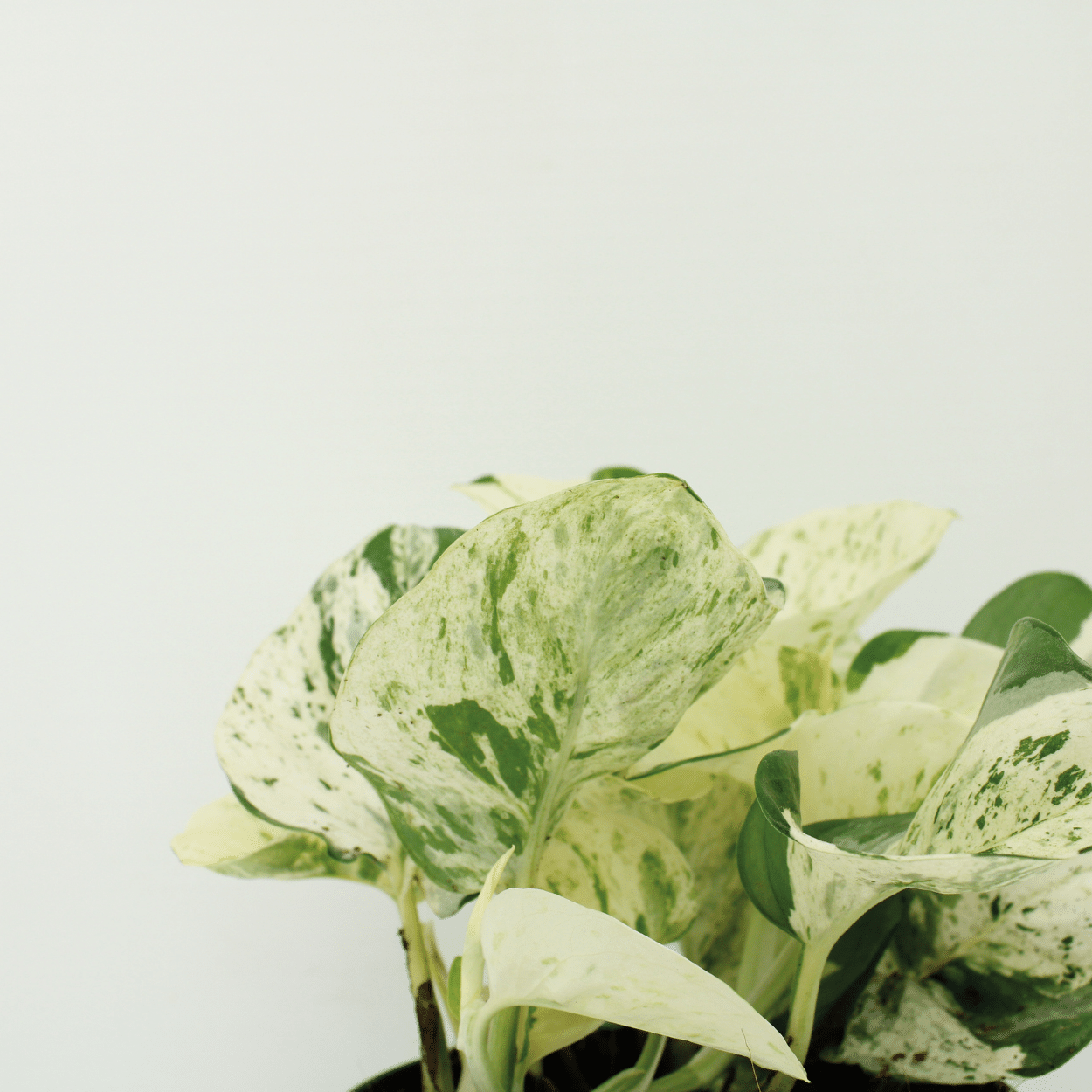 4x Epipremnum Happy Leaf en pot Ø12cm. Plante verte type 4x Epipremnum Happy Leaf, livrée en pot, idéale pour intérieur lumineux. – Image 3