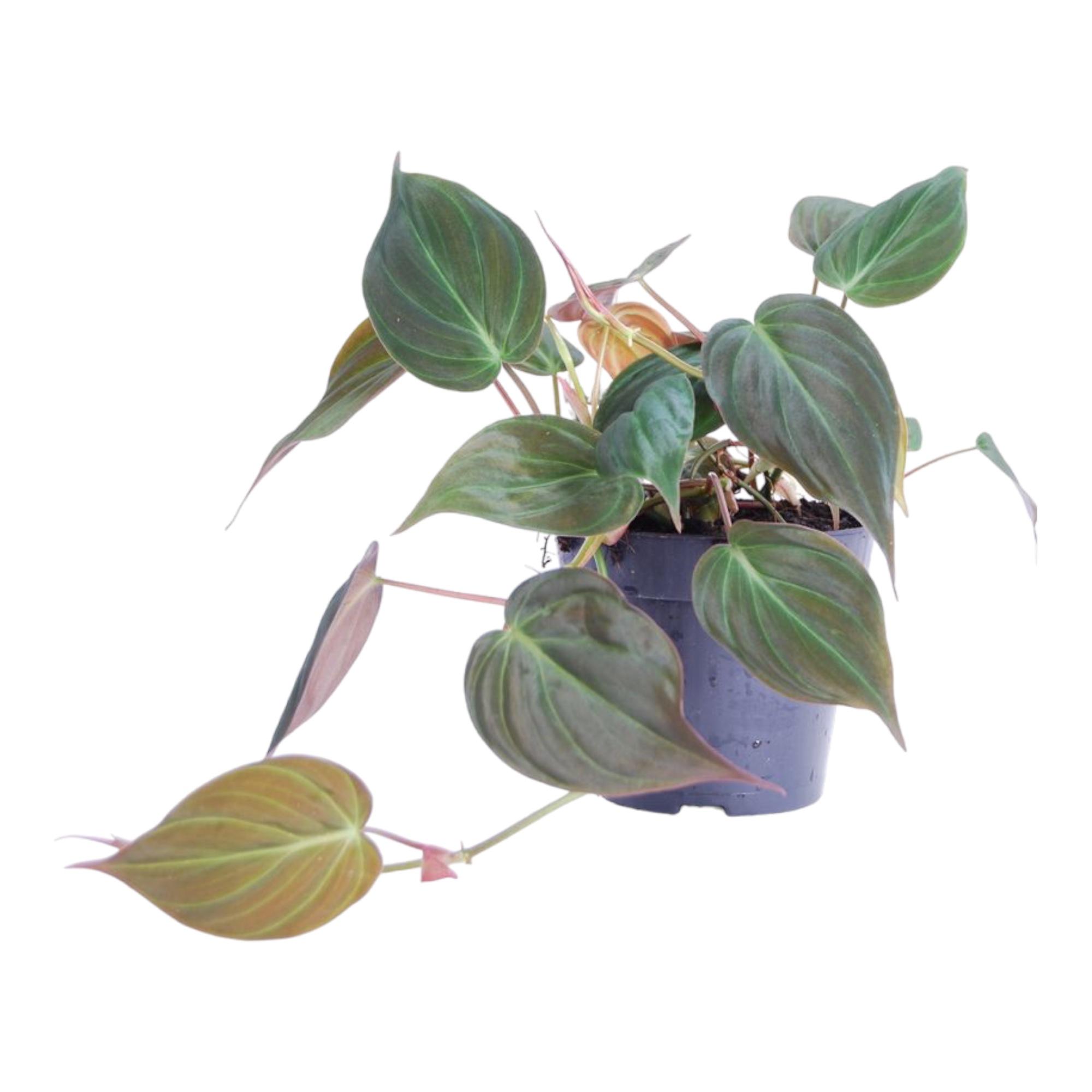 Philodendron scandens 'Micans' en pot Ø12cm. Plante verte type Philodendron scandens 'Micans', livrée en pot, idéale pour intérieur lumineux.
