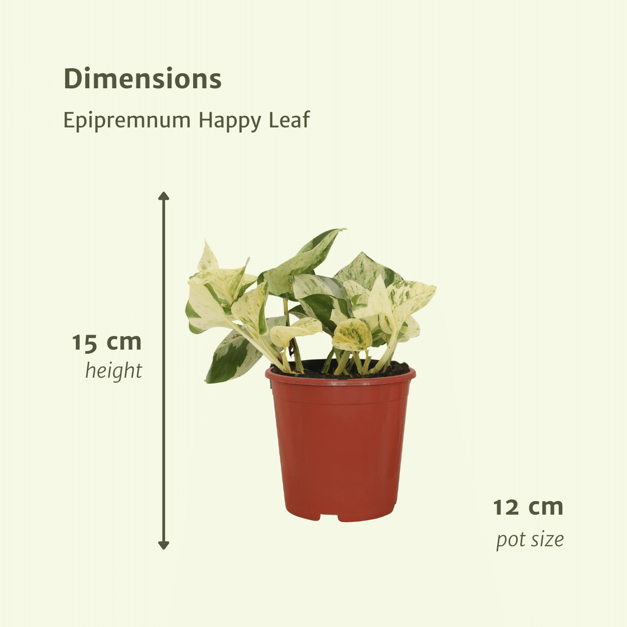 4x Epipremnum Happy Leaf en pot Ø12cm. Plante verte type 4x Epipremnum Happy Leaf, livrée en pot, idéale pour intérieur lumineux. – Image 4
