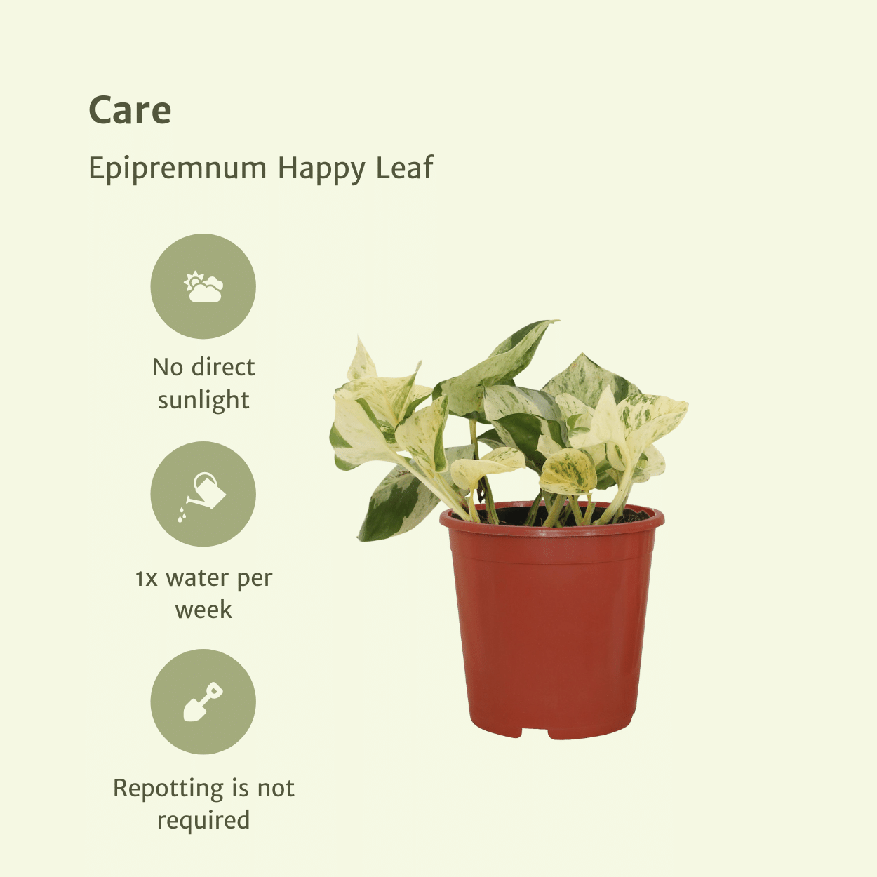 4x Epipremnum Happy Leaf en pot Ø12cm. Plante verte type 4x Epipremnum Happy Leaf, livrée en pot, idéale pour intérieur lumineux. – Image 5