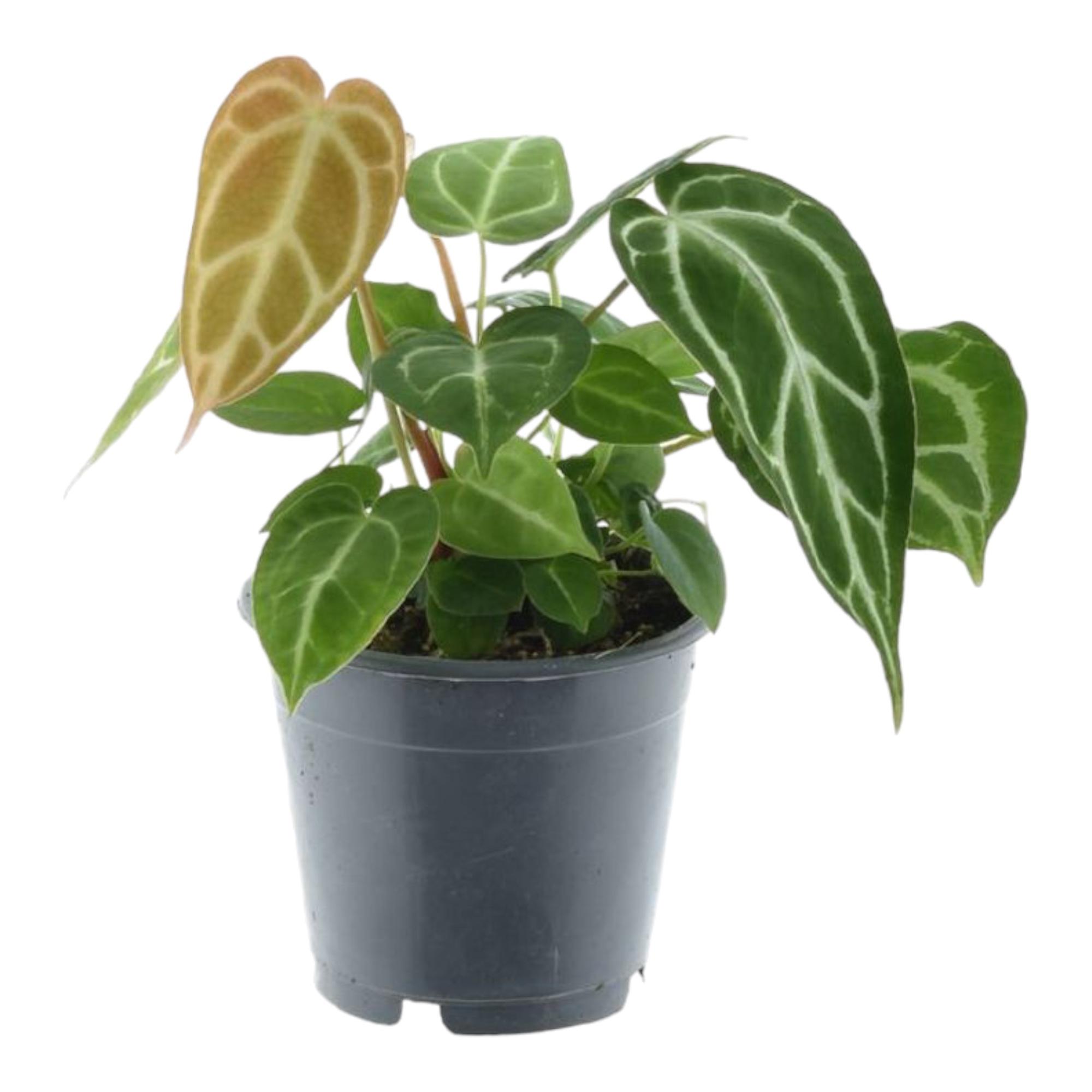 Anthurium Chrystallium en pot Ø12cm. Plante verte type Anthurium Chrystallium, livrée en pot, idéale pour intérieur lumineux.