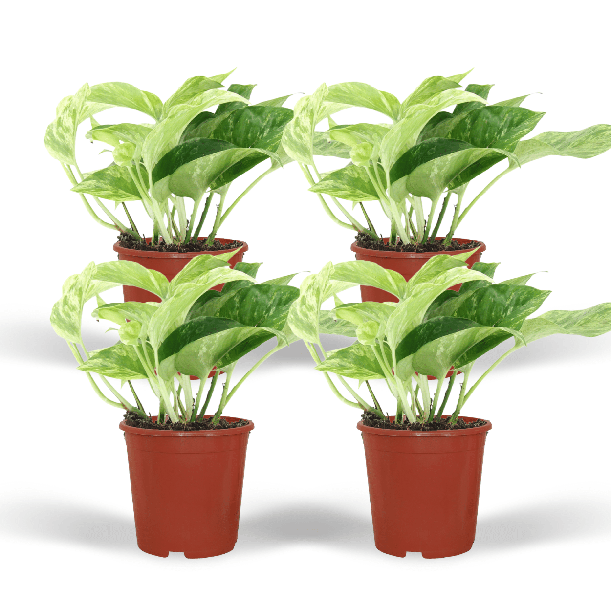 Epipremnum Marble Queen en pot Ø12cm  Hauteur 15cm. Plante verte type Epipremnum Marble Queen, livrée en pot, idéale pour intérieur lumineux.
