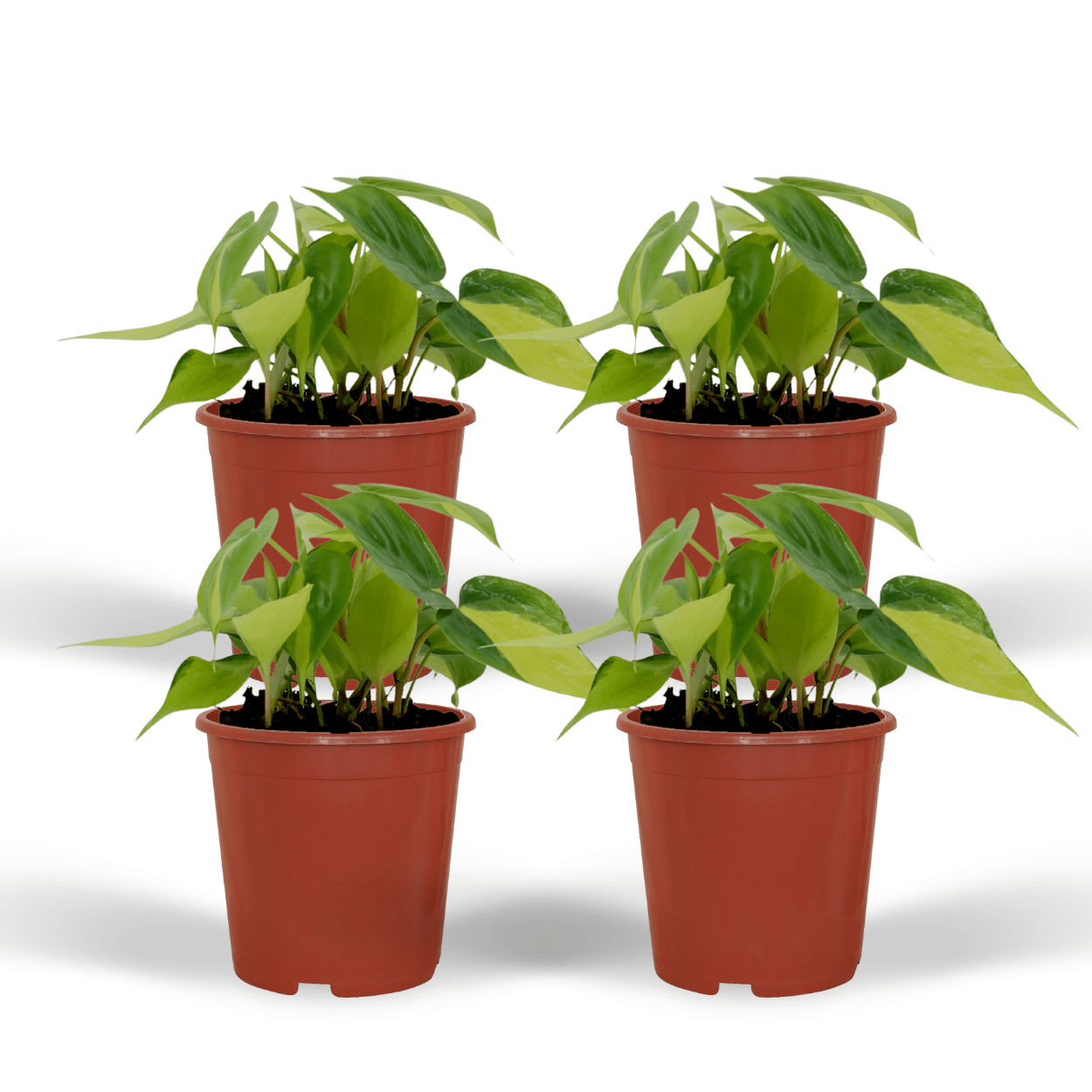 Philodendron Scandens Brasil en pot Ø12cm  Hauteur 15cm. Plante verte type Philodendron Scandens Brasil, livrée en pot, idéale pour intérieur lumineux.