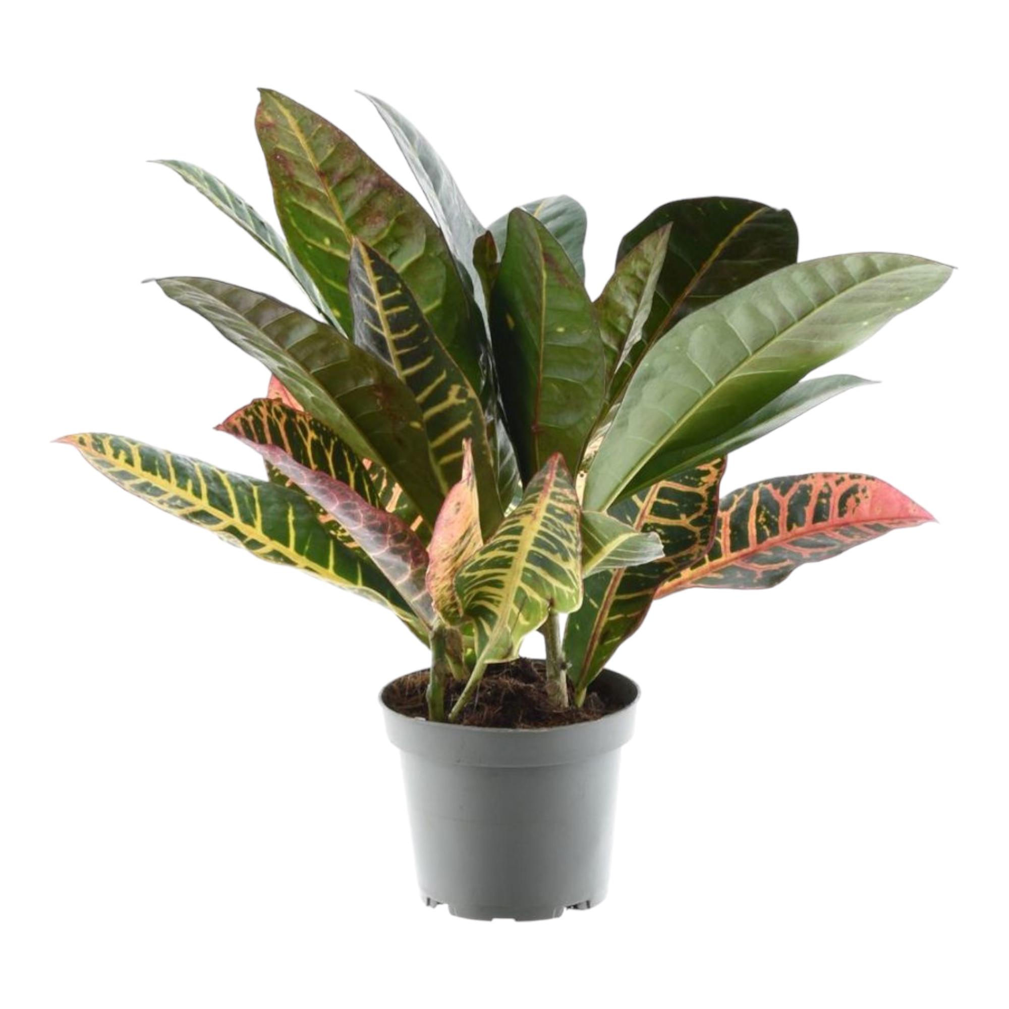 Codiaeum variegatum 'Petra' en pot Ø12cm. Plante verte type Codiaeum variegatum 'Petra', livrée en pot, idéale pour intérieur lumineux.