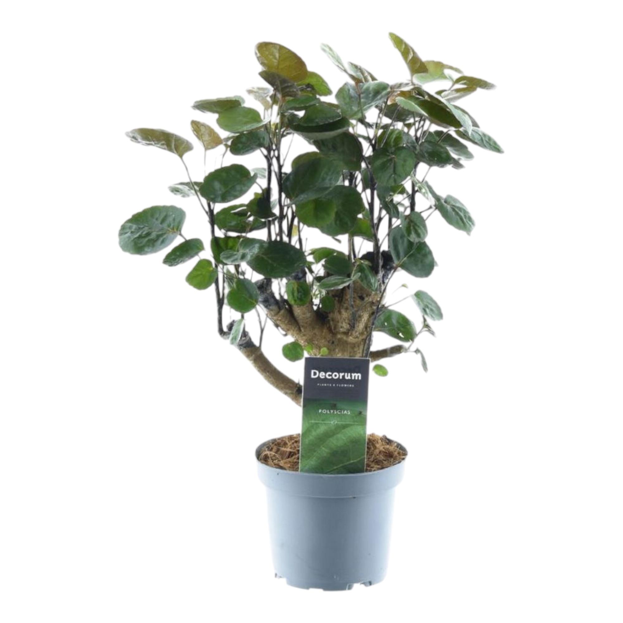 Polyscias Fabian en pot Ø12cm. Plante verte type Polyscias Fabian, livrée en pot, idéale pour intérieur lumineux.
