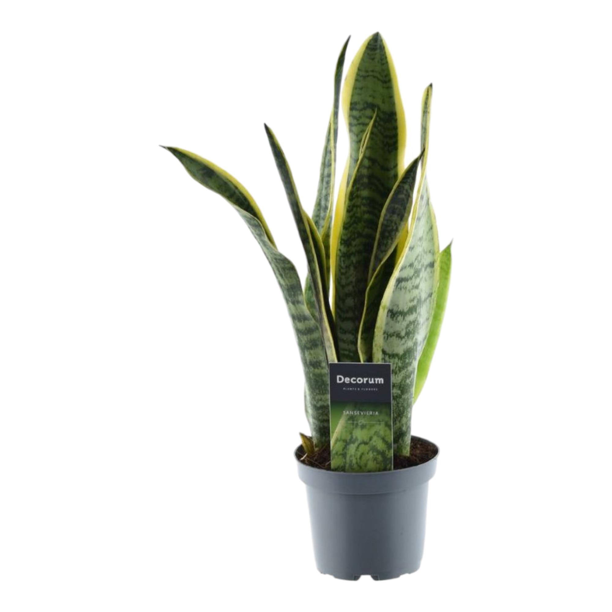 Sansevieria Laurentii en pot Ø12cm. Plante verte type Sansevieria Laurentii, livrée en pot, idéale pour intérieur lumineux.