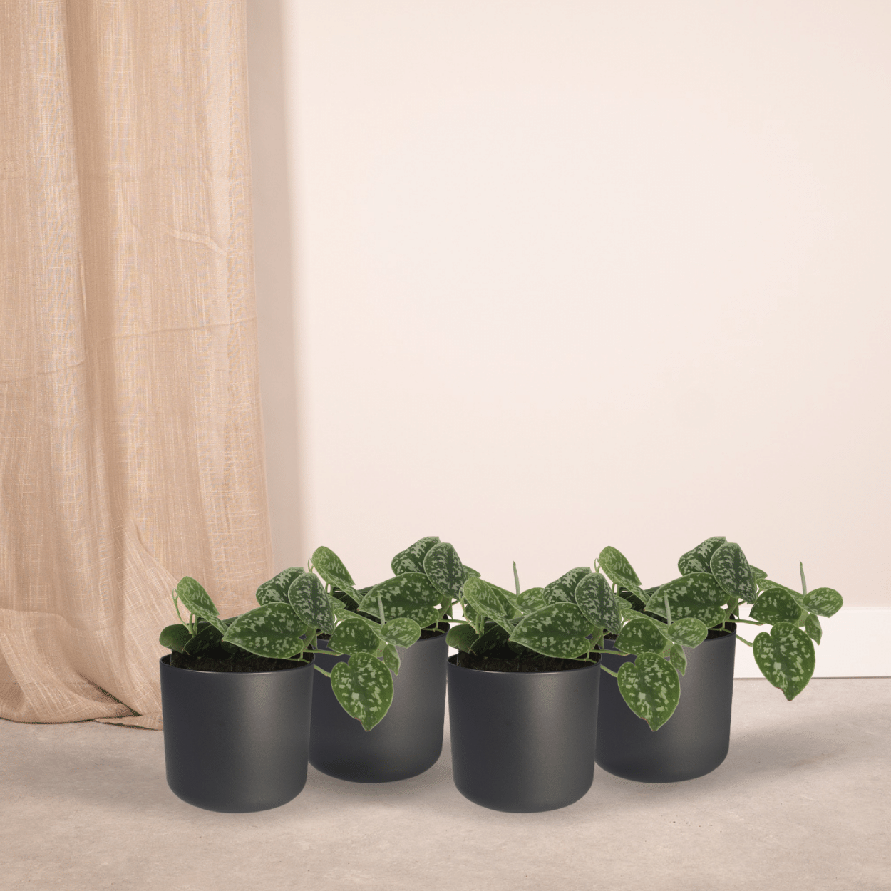 4x Scindapsus Pictus en pot Ø12cm. Plante verte type 4x Scindapsus Pictus, livrée en pot, idéale pour intérieur lumineux. – Image 2