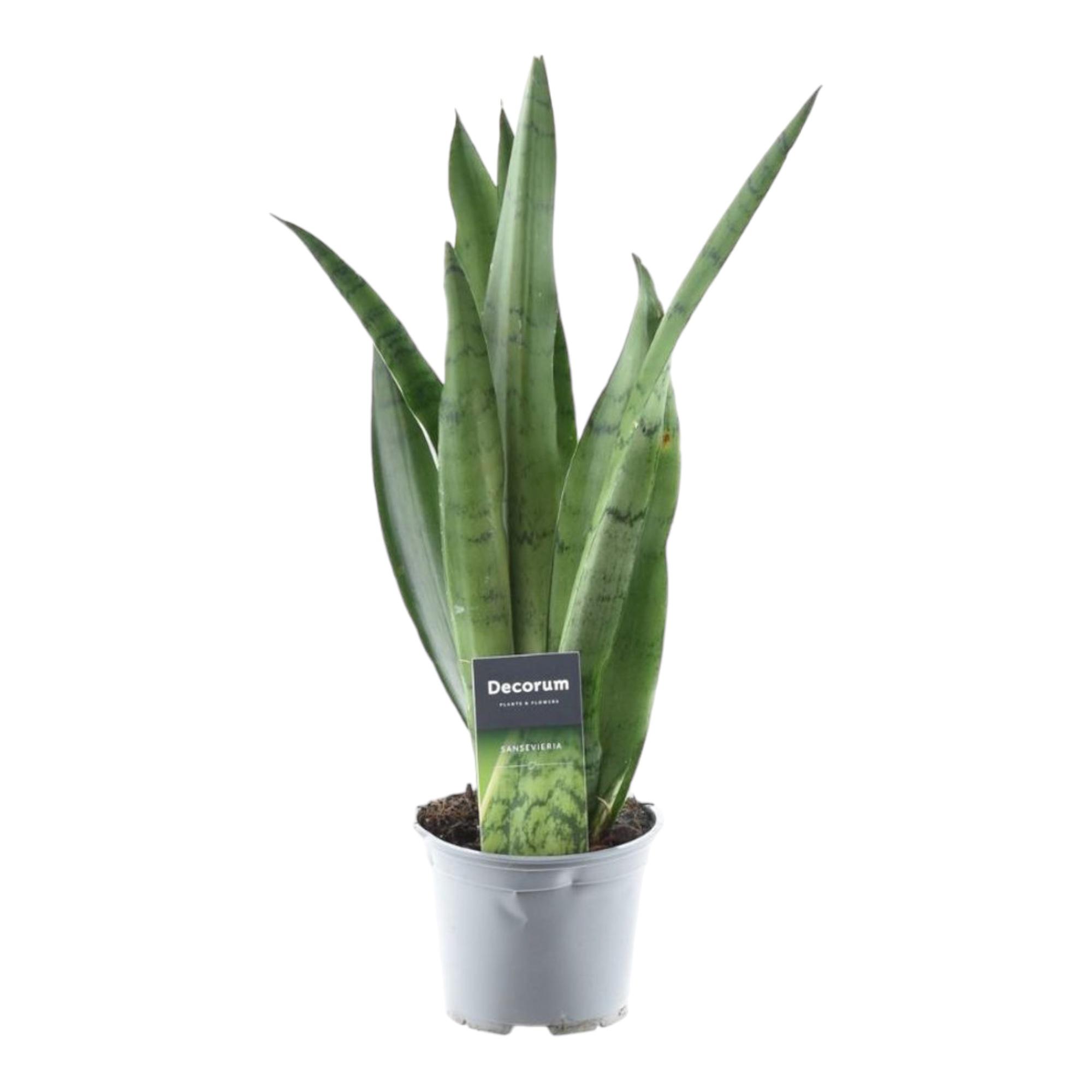 Sansevieria Spearmint en pot Ø12cm. Plante verte type Sansevieria Spearmint, livrée en pot, idéale pour intérieur lumineux.