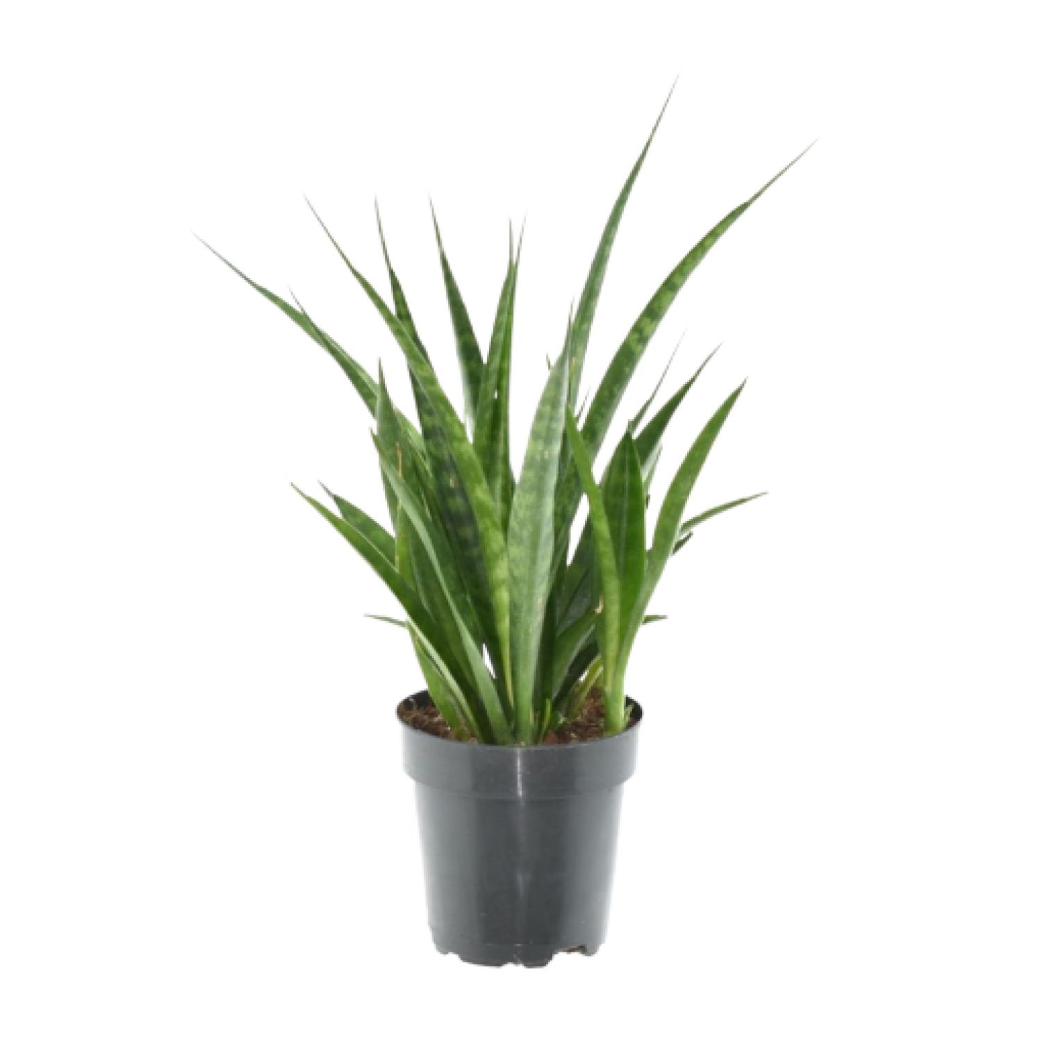 3x Sansevieria Kirkii en pot Ø12cm. Plante verte type 3x Sansevieria Kirkii, livrée en pot, idéale pour intérieur lumineux. – Image 2