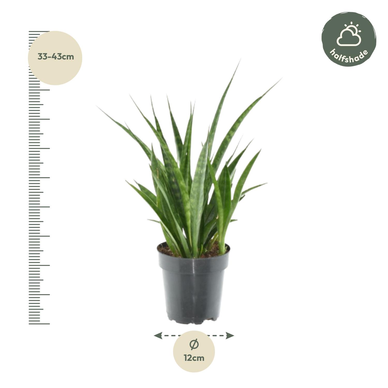 3x Sansevieria Kirkii en pot Ø12cm. Plante verte type 3x Sansevieria Kirkii, livrée en pot, idéale pour intérieur lumineux. – Image 3