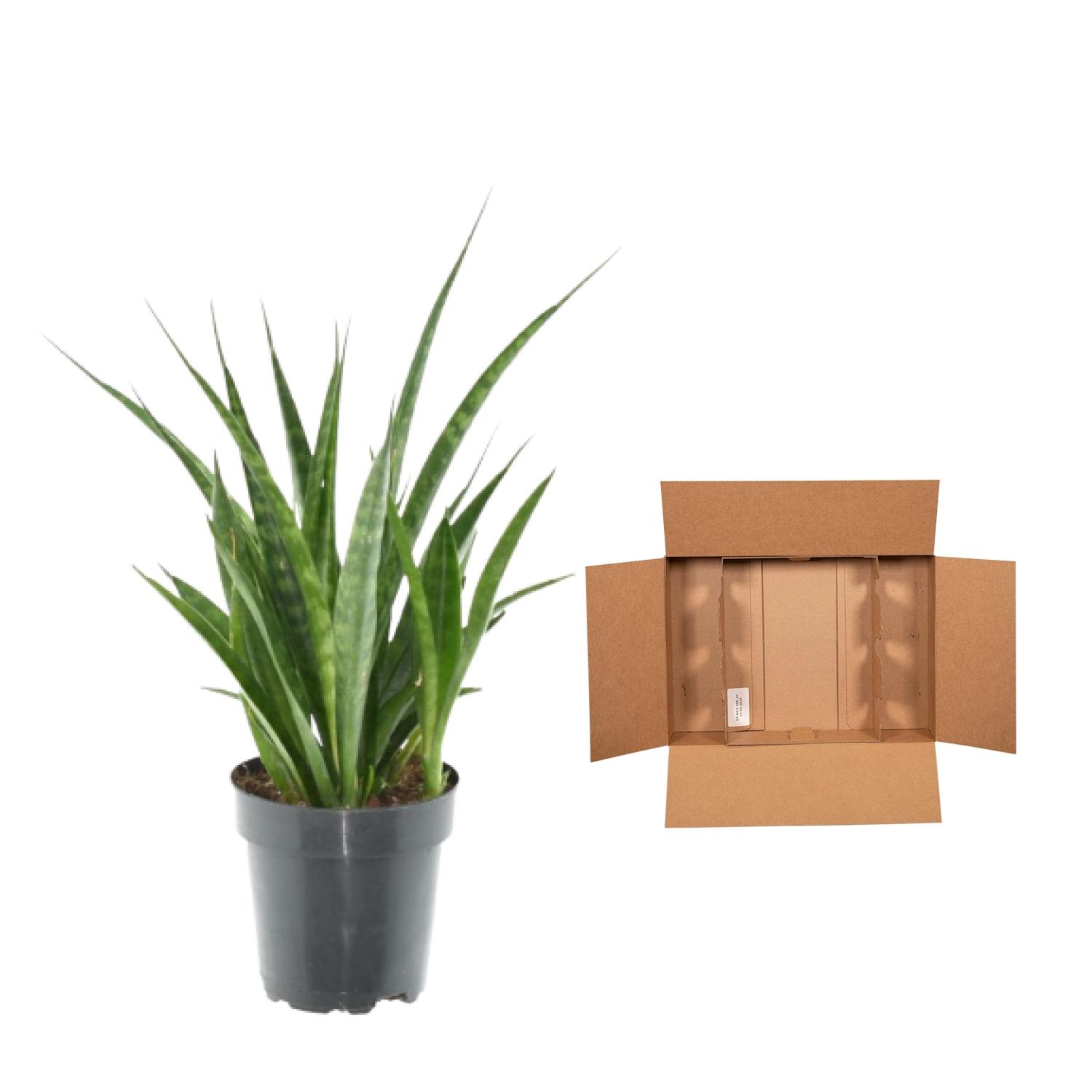 3x Sansevieria Kirkii en pot Ø12cm. Plante verte type 3x Sansevieria Kirkii, livrée en pot, idéale pour intérieur lumineux. – Image 4