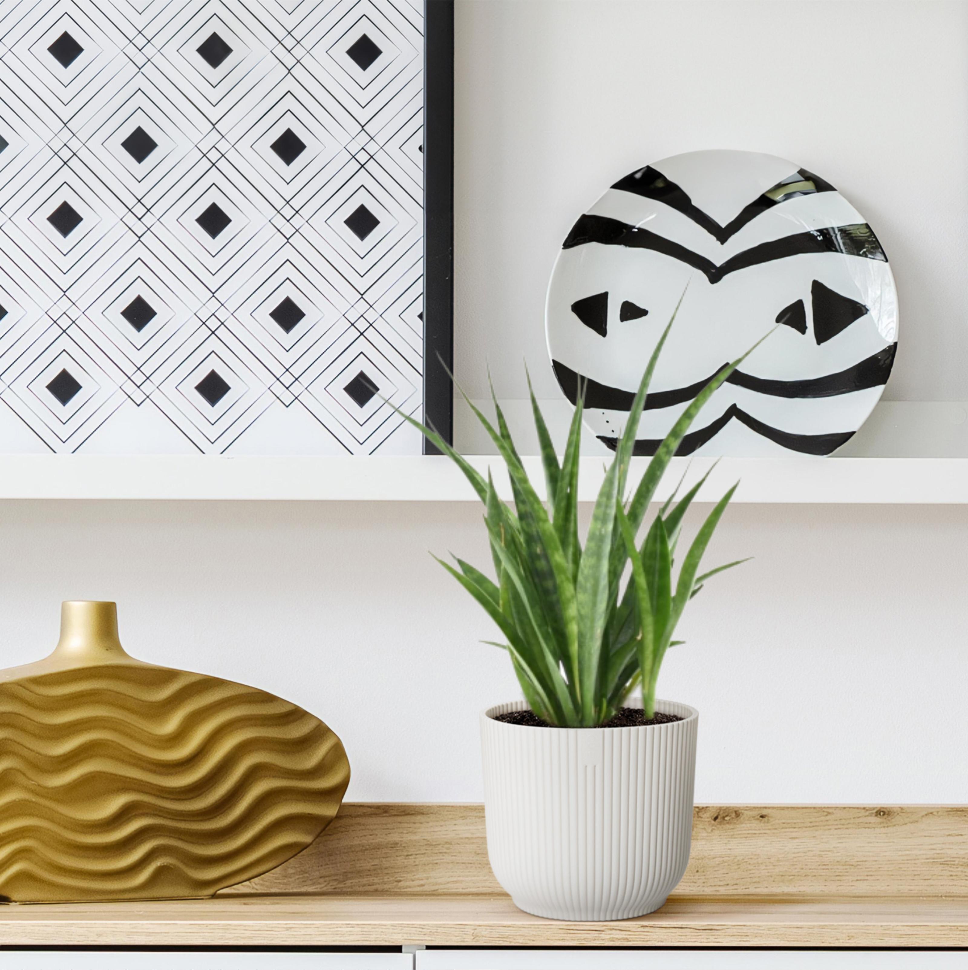 3x Sansevieria Kirkii en pot Ø12cm. Plante verte type 3x Sansevieria Kirkii, livrée en pot, idéale pour intérieur lumineux. – Image 5