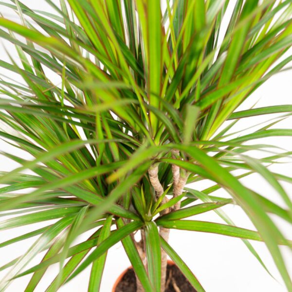 Dracaena Marginata en pot Ø17cm  Hauteur 90cm. Plante verte type Dracaena Marginata, livrée en pot, idéale pour intérieur lumineux. – Image 3