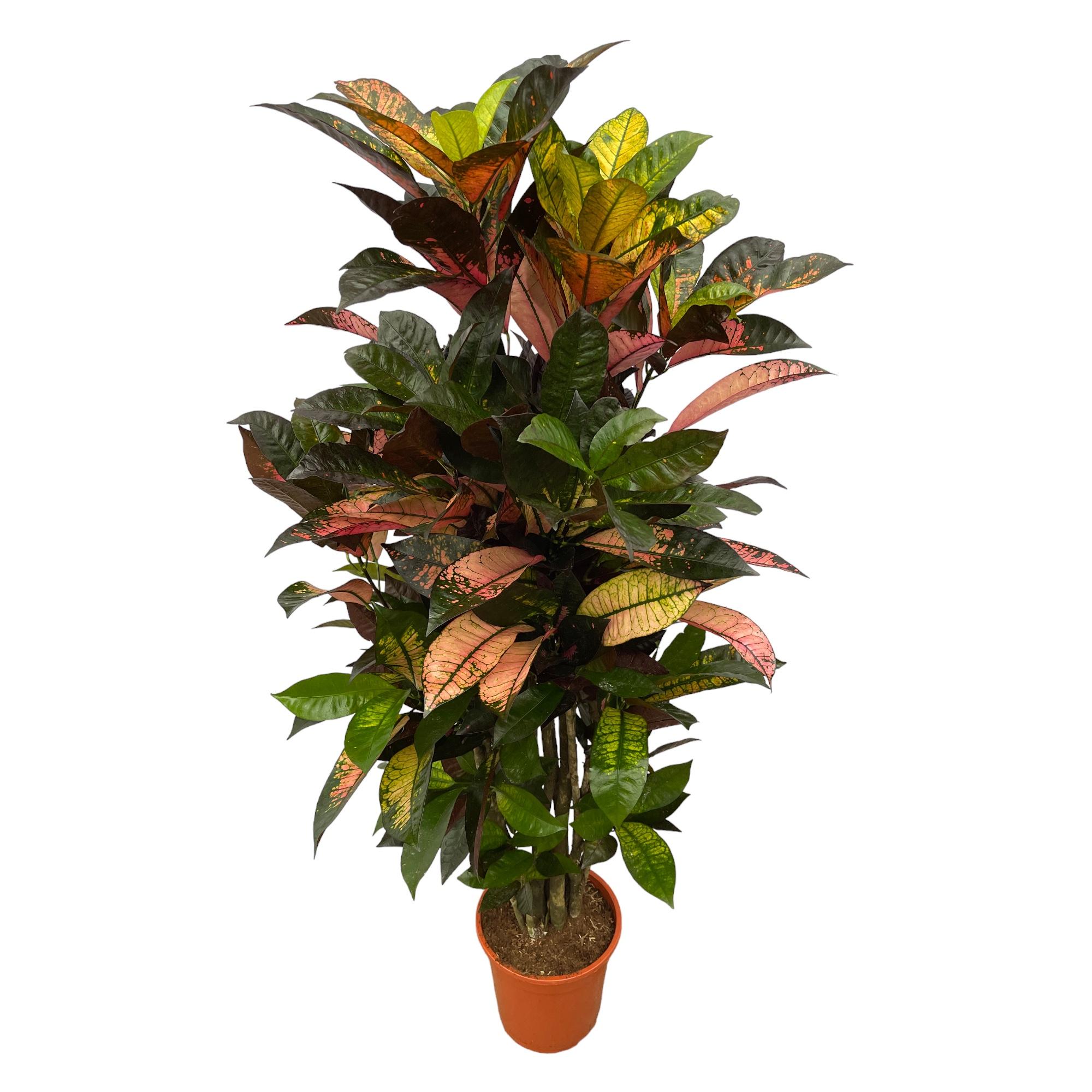 Codiaeum (Croton) Iceton vertakt en pot Ø24cm. Plante verte type Codiaeum (Croton) Iceton vertakt, livrée en pot, idéale pour intérieur lumineux.