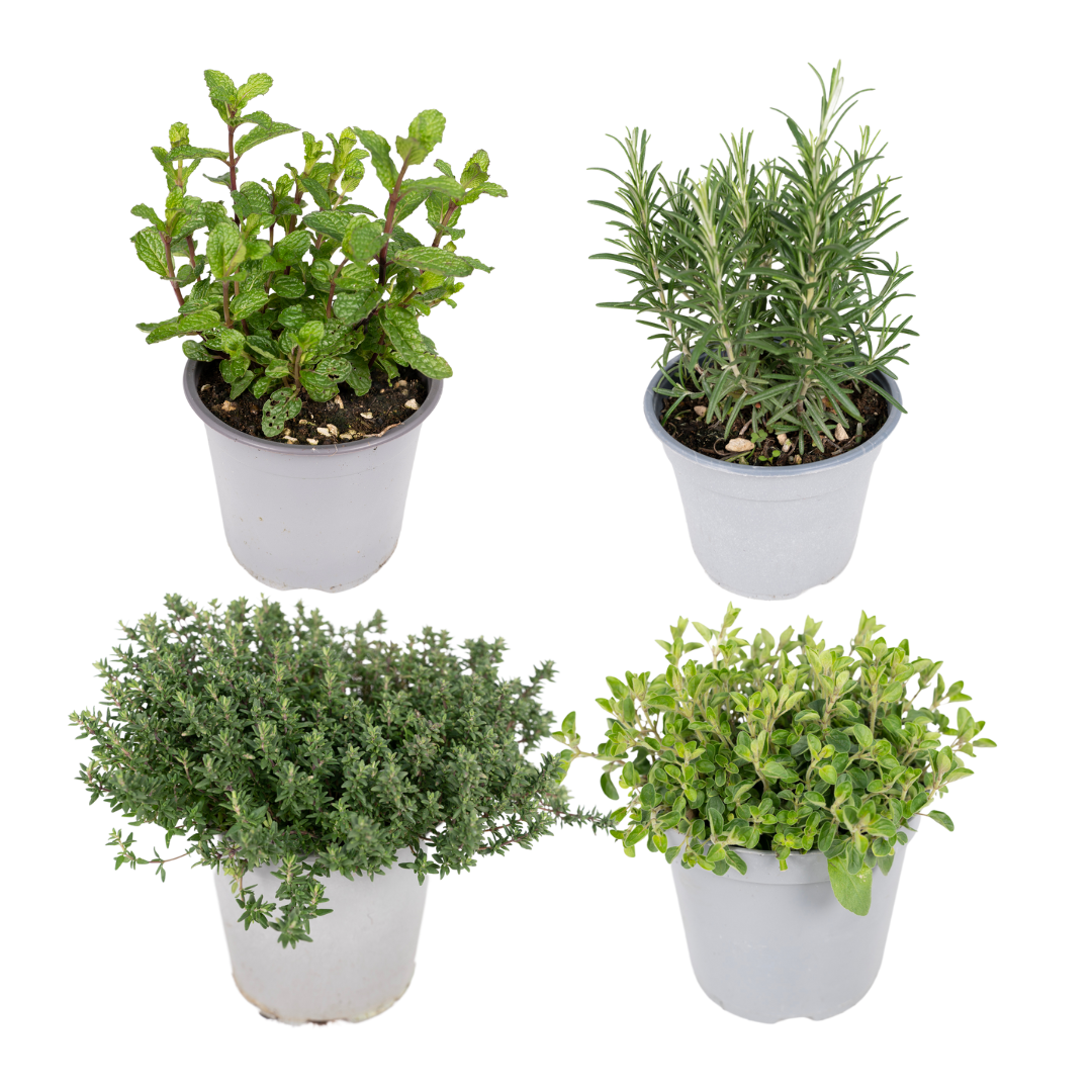 PROMO en pot Ø14cm  Hauteur 18cm. Plante verte type PROMO, livrée en pot, idéale pour intérieur lumineux.
