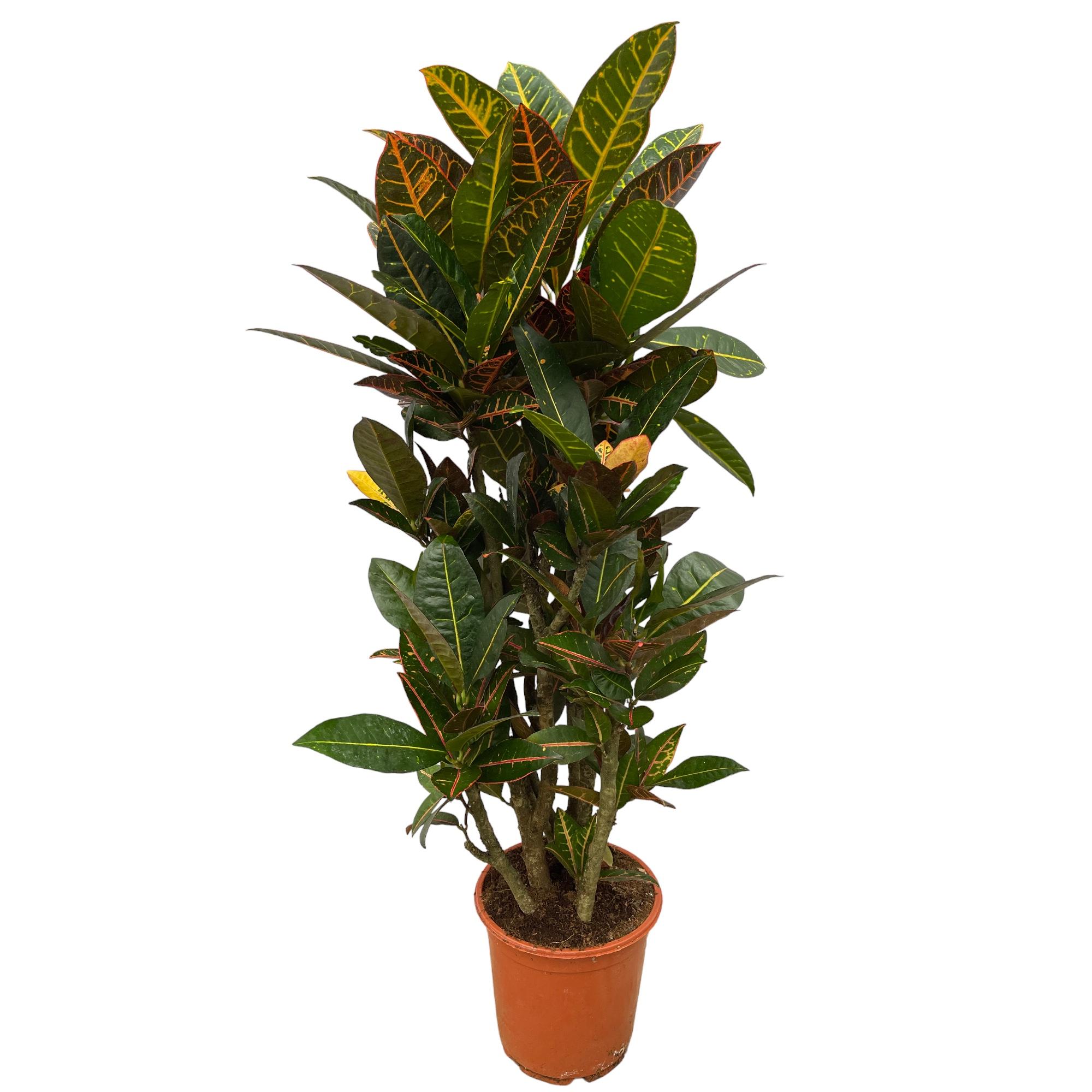 Codiaeum (Croton) Petra vertakt en pot Ø21cm. Plante verte type Codiaeum (Croton) Petra vertakt, livrée en pot, idéale pour intérieur lumineux.