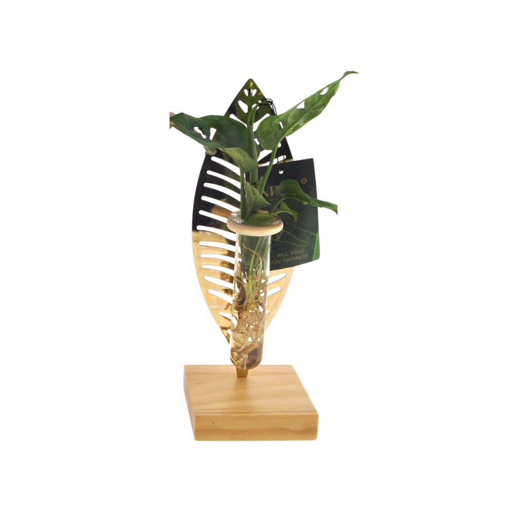 Mother's Day en pot Ø7cm  Hauteur 10cm. Plante verte type Mother's Day, livrée en pot, idéale pour intérieur lumineux.