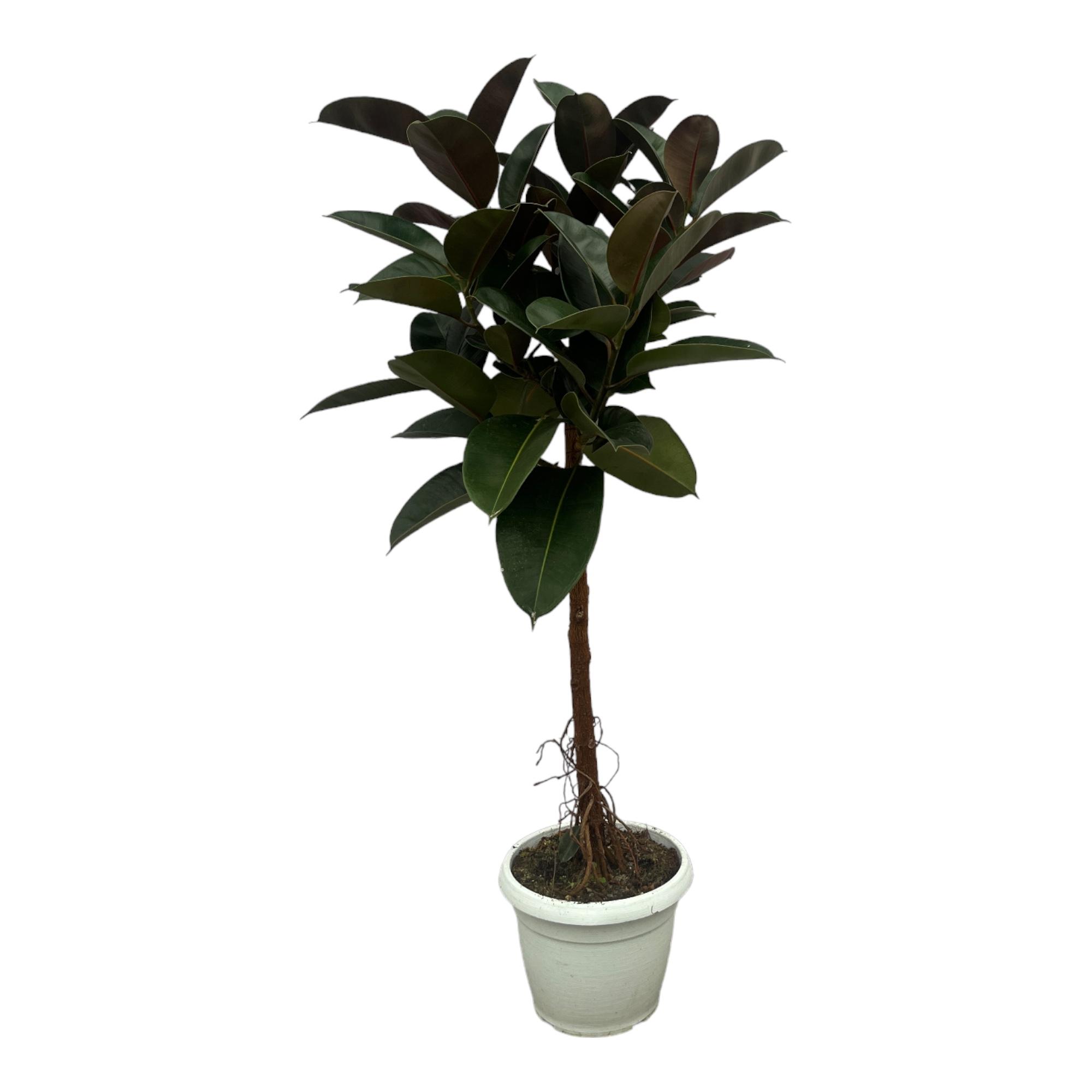 Ficus Elastica Robusta stam en pot Ø27cm. Plante verte type Ficus Elastica Robusta stam, livrée en pot, idéale pour intérieur lumineux.