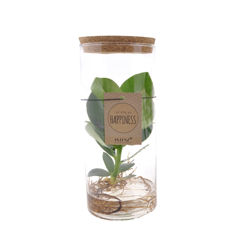 Clusia In Tube Glas M en pot Ø12cm  Hauteur 30cm. Plante verte type Clusia In Tube Glas M, livrée en pot, idéale pour intérieur lumineux.