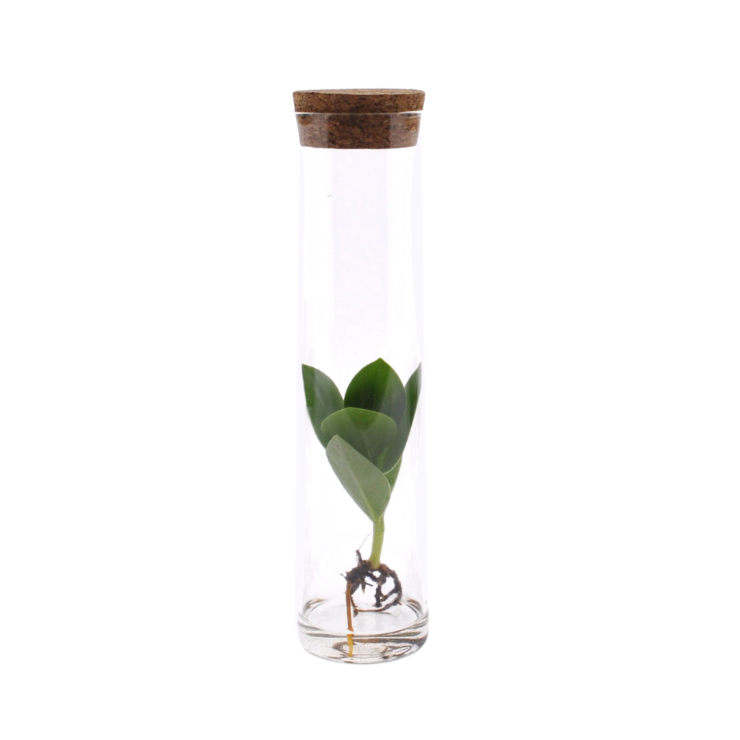 Clusia In Tube Glas en pot Ø5cm  Hauteur 15cm. Plante verte type Clusia In Tube Glas, livrée en pot, idéale pour intérieur lumineux.