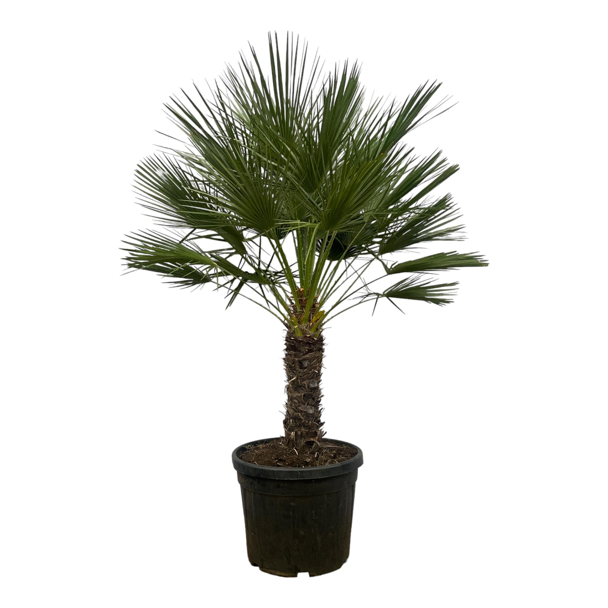 Chamaerops Humilis op stam en pot Ø45cm. Plante verte type Chamaerops Humilis op stam, livrée en pot, idéale pour intérieur lumineux.