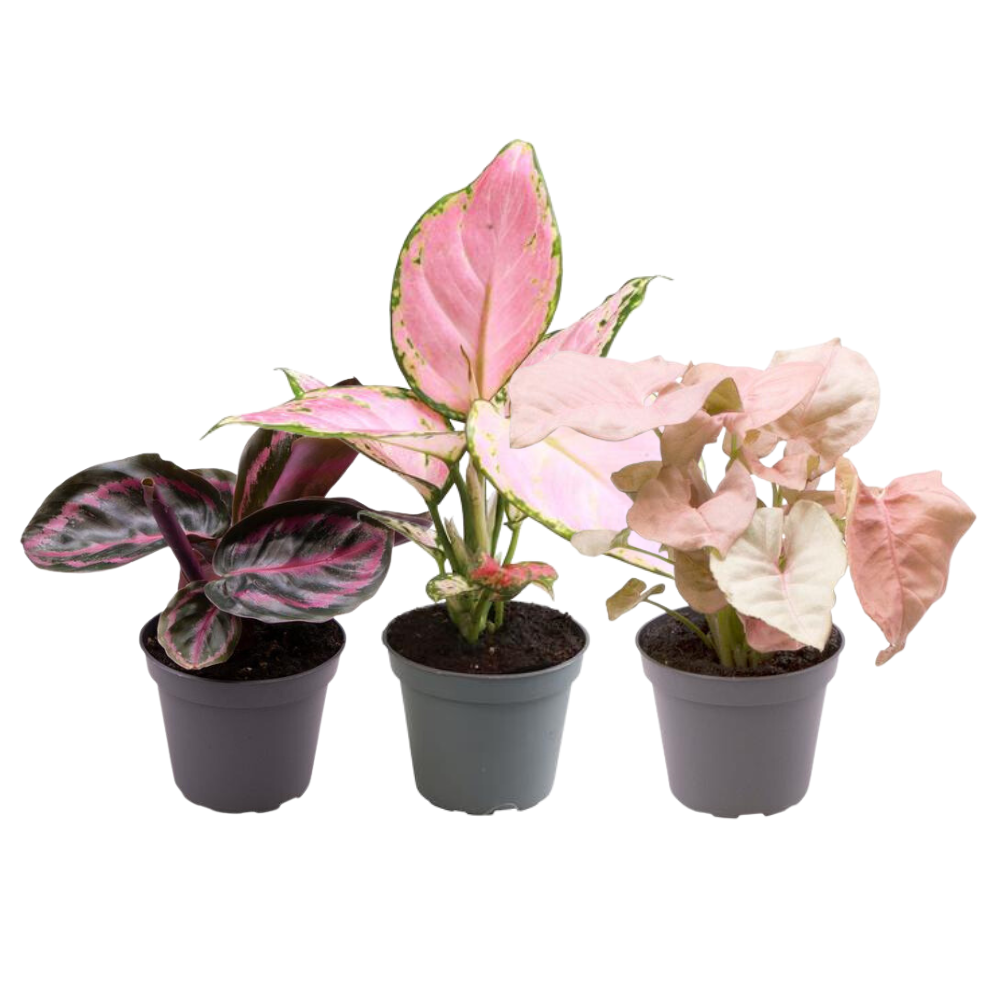 Pink is the new green P6,5 en pot. Plante verte type Pink is the new green P6,5, livrée en pot, idéale pour intérieur lumineux.