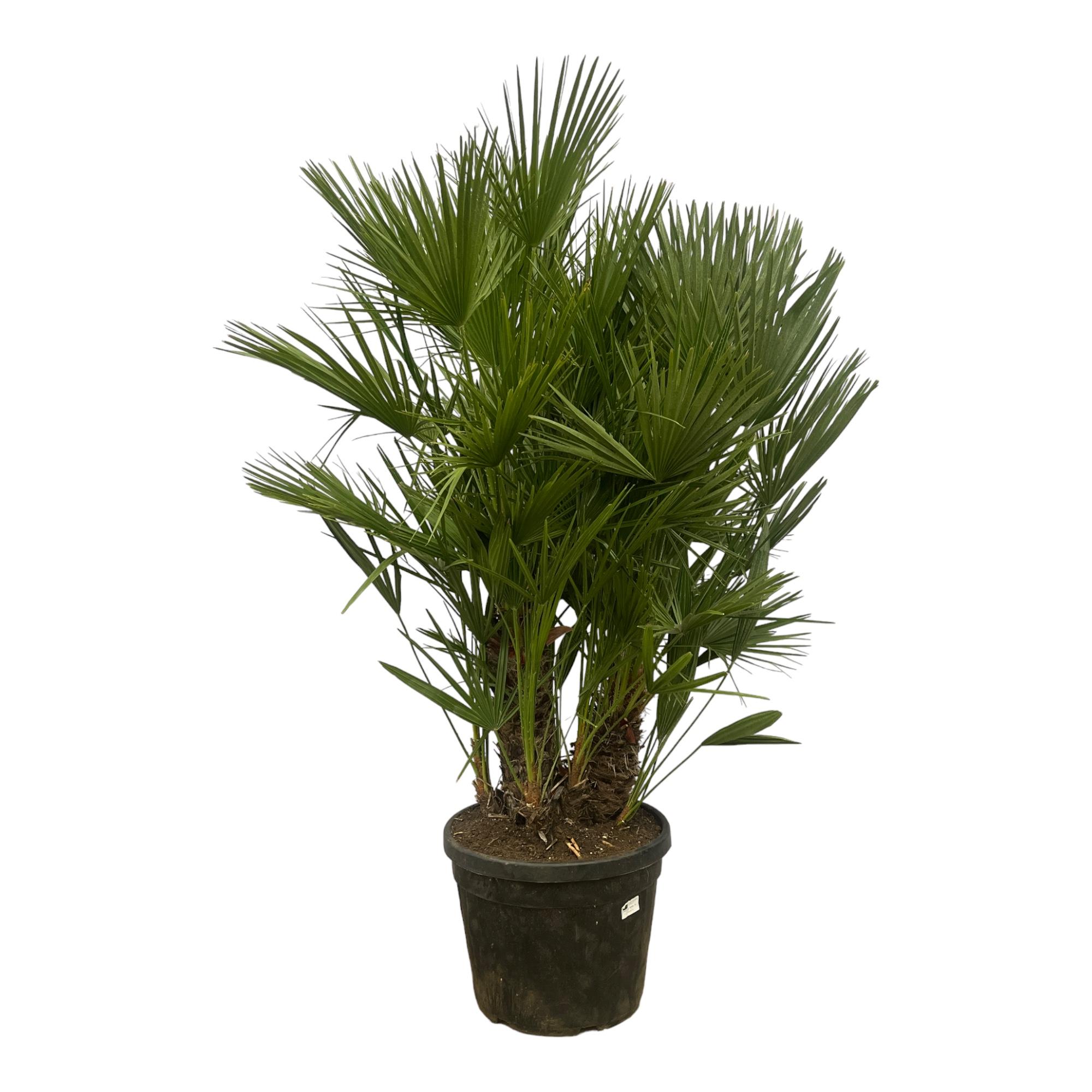 Chamaerops Humilis multi stam en pot Ø45cm. Plante verte type Chamaerops Humilis multi stam, livrée en pot, idéale pour intérieur lumineux.