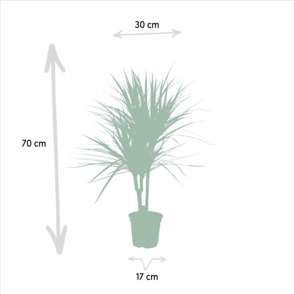 Dracaena Marginata en pot Ø17cm  Hauteur 90cm. Plante verte type Dracaena Marginata, livrée en pot, idéale pour intérieur lumineux. – Image 5